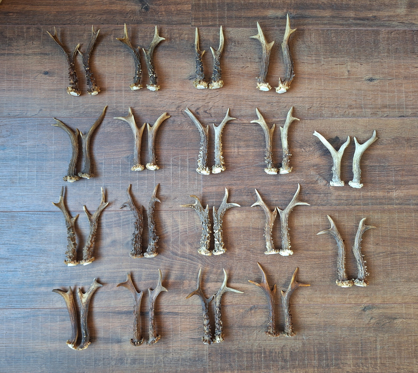 Roe deer antlers, set of two
