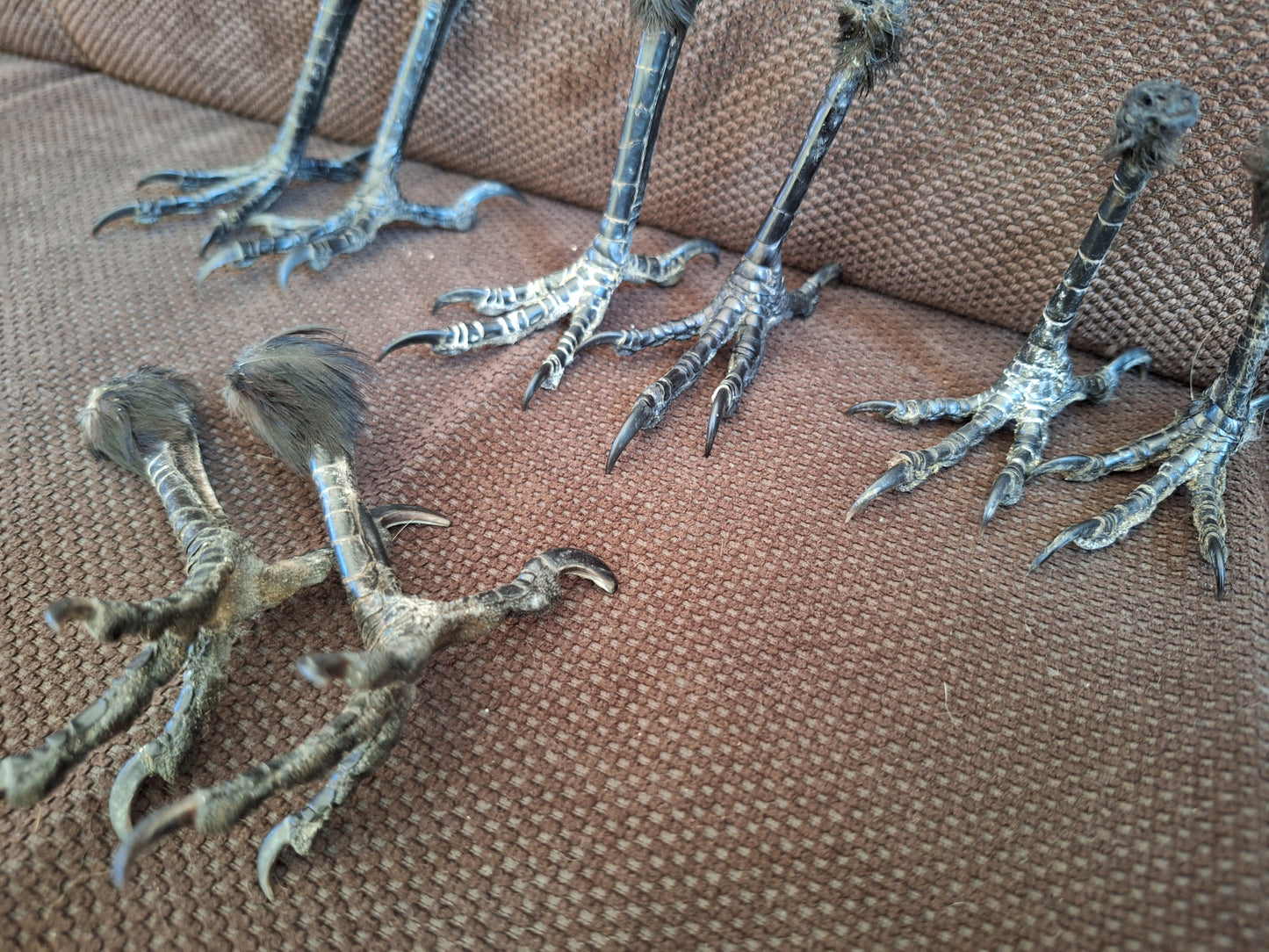 Crow claws pair, standing-shape