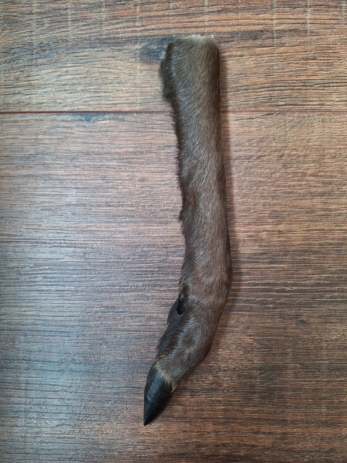 Black roe deer lower legs