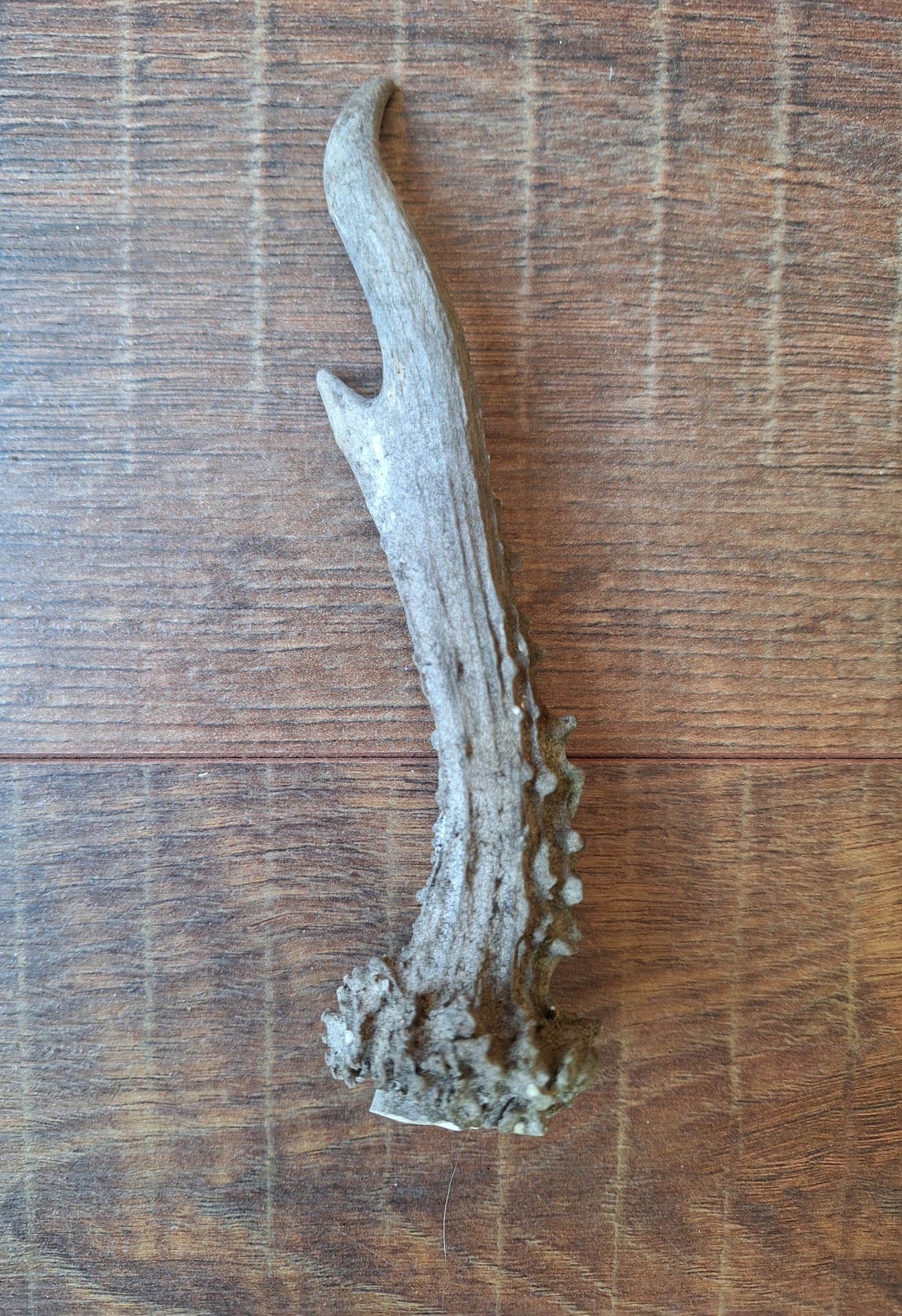 Roe deer antlers, single