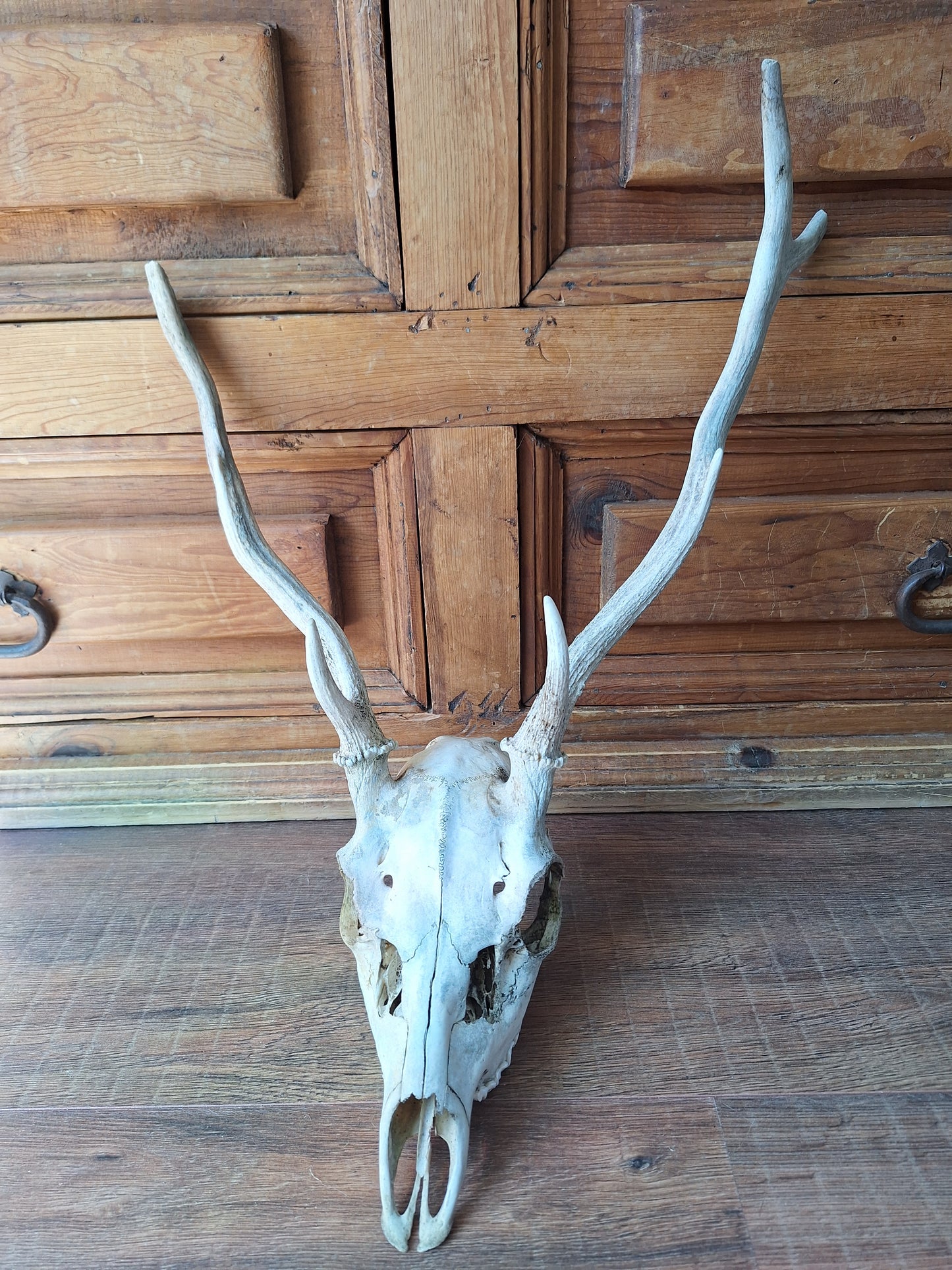 Red deer skull #2