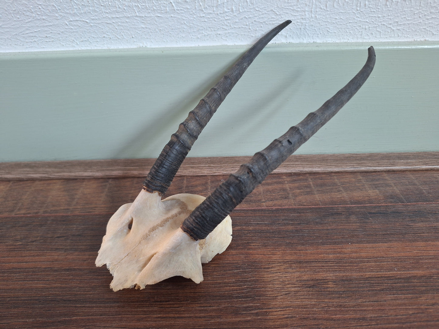 Dorcas gazelle skull cap