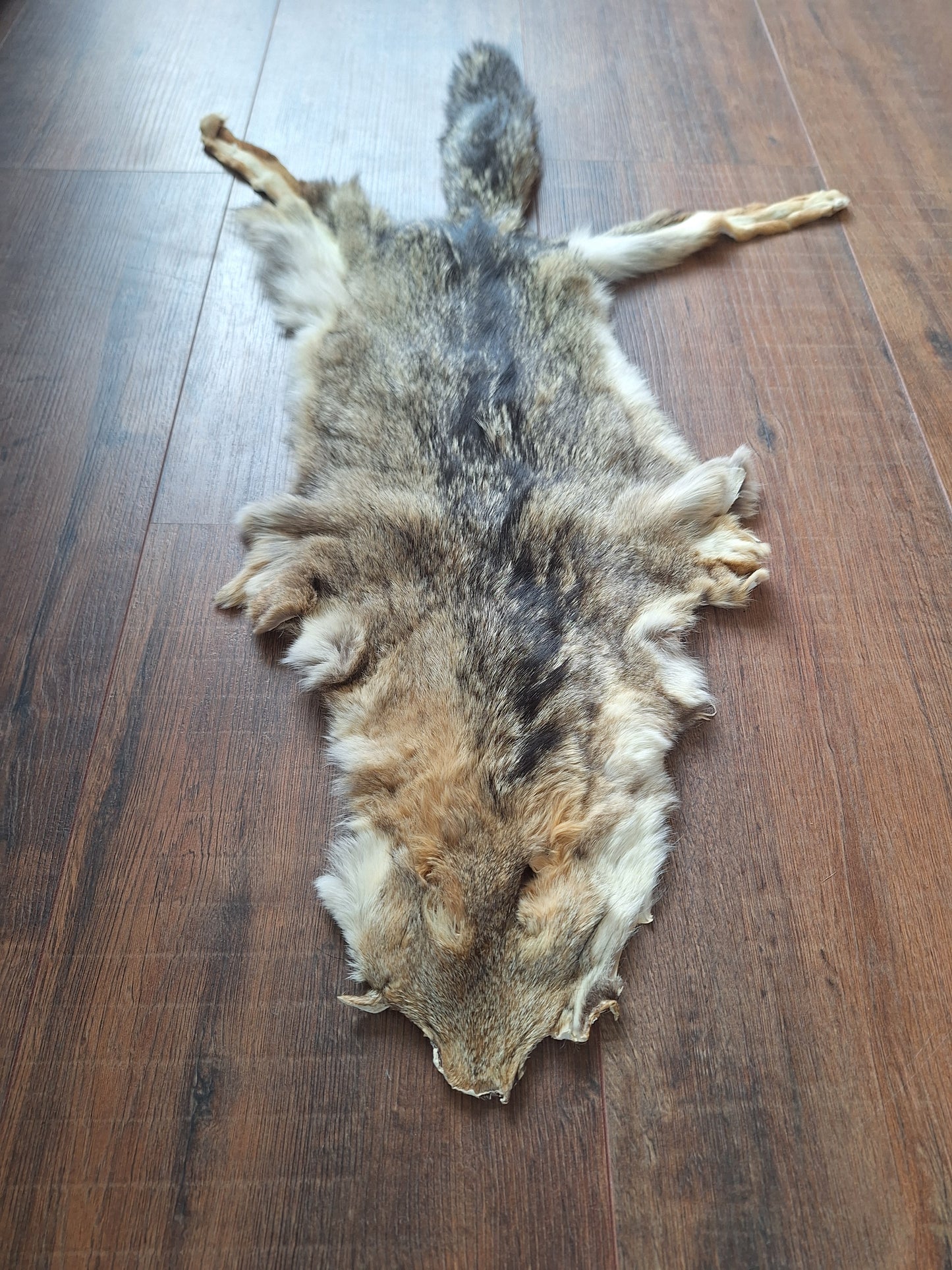 Cape fox hide #2
