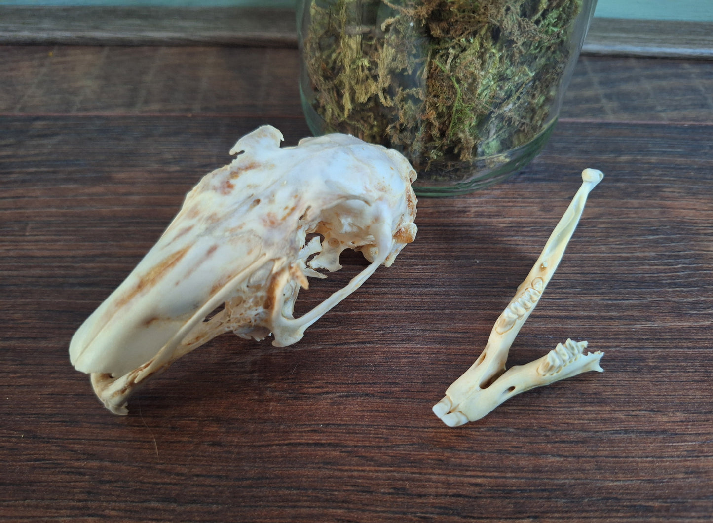 Rabbit skull, B-quality, in glass jar