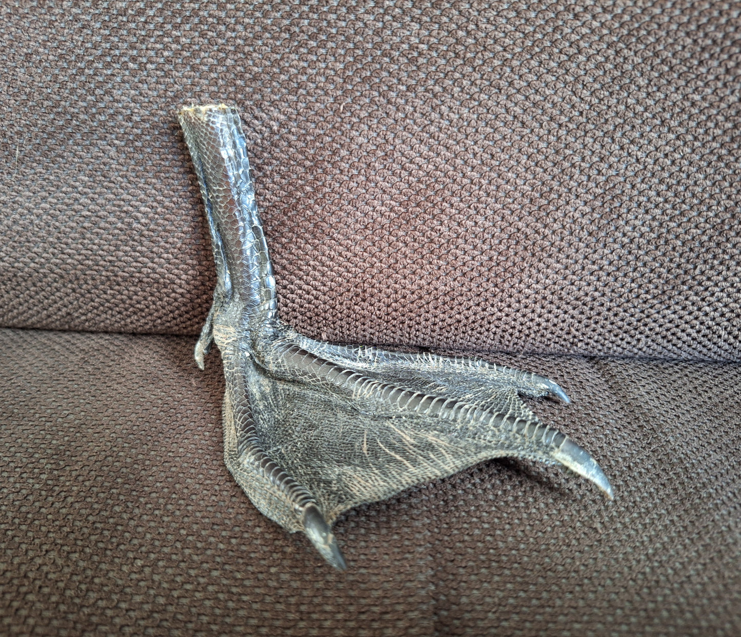 Barnacle goose lower leg #3