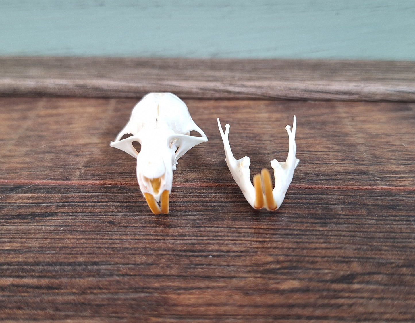 Gold hamster skull