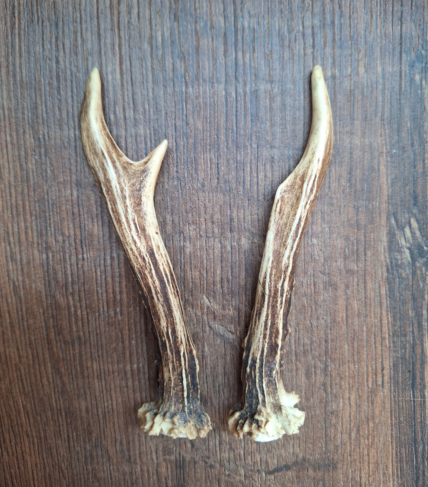 Roe deer antlers, set of two