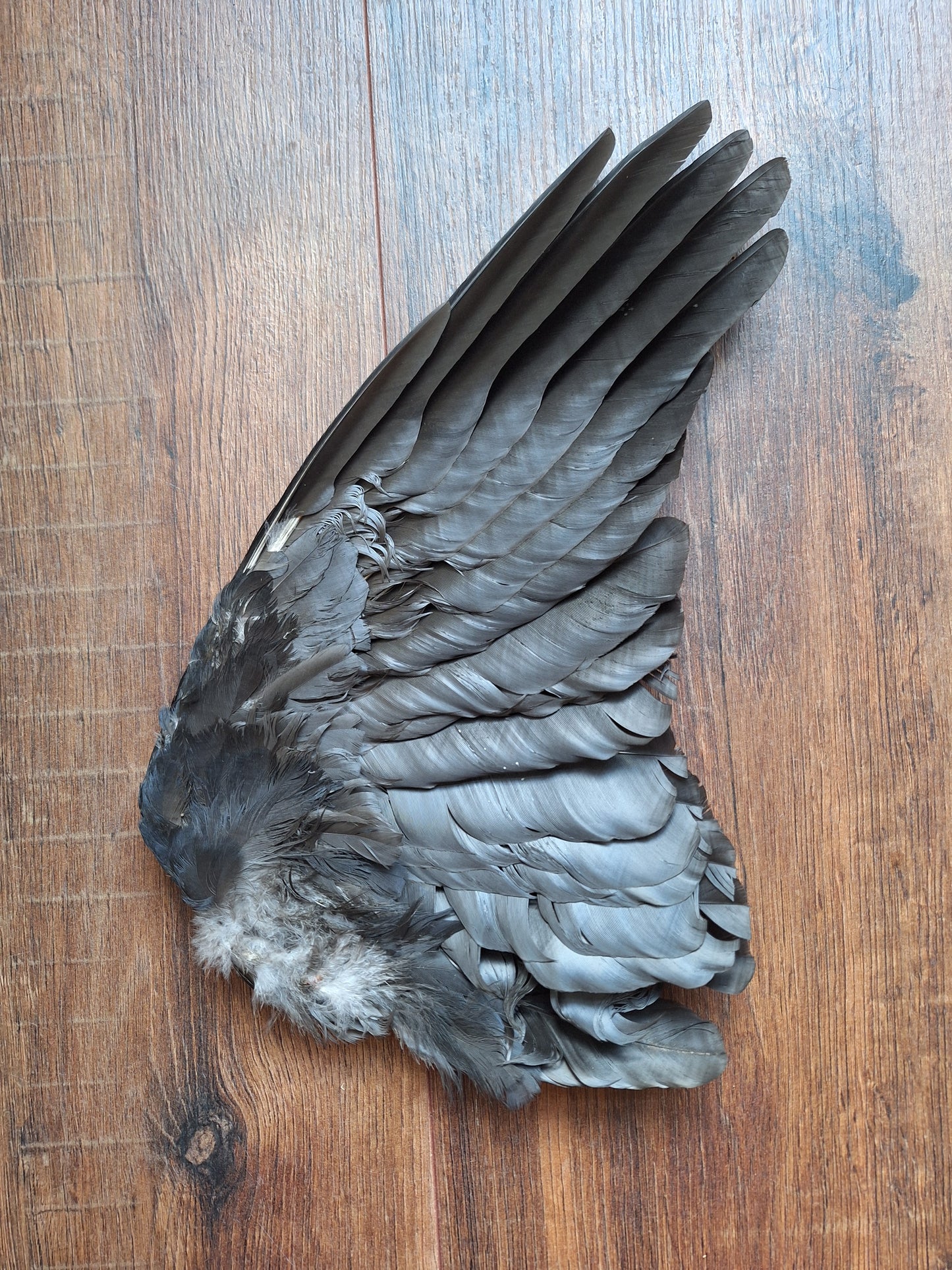 Crow single wing #40