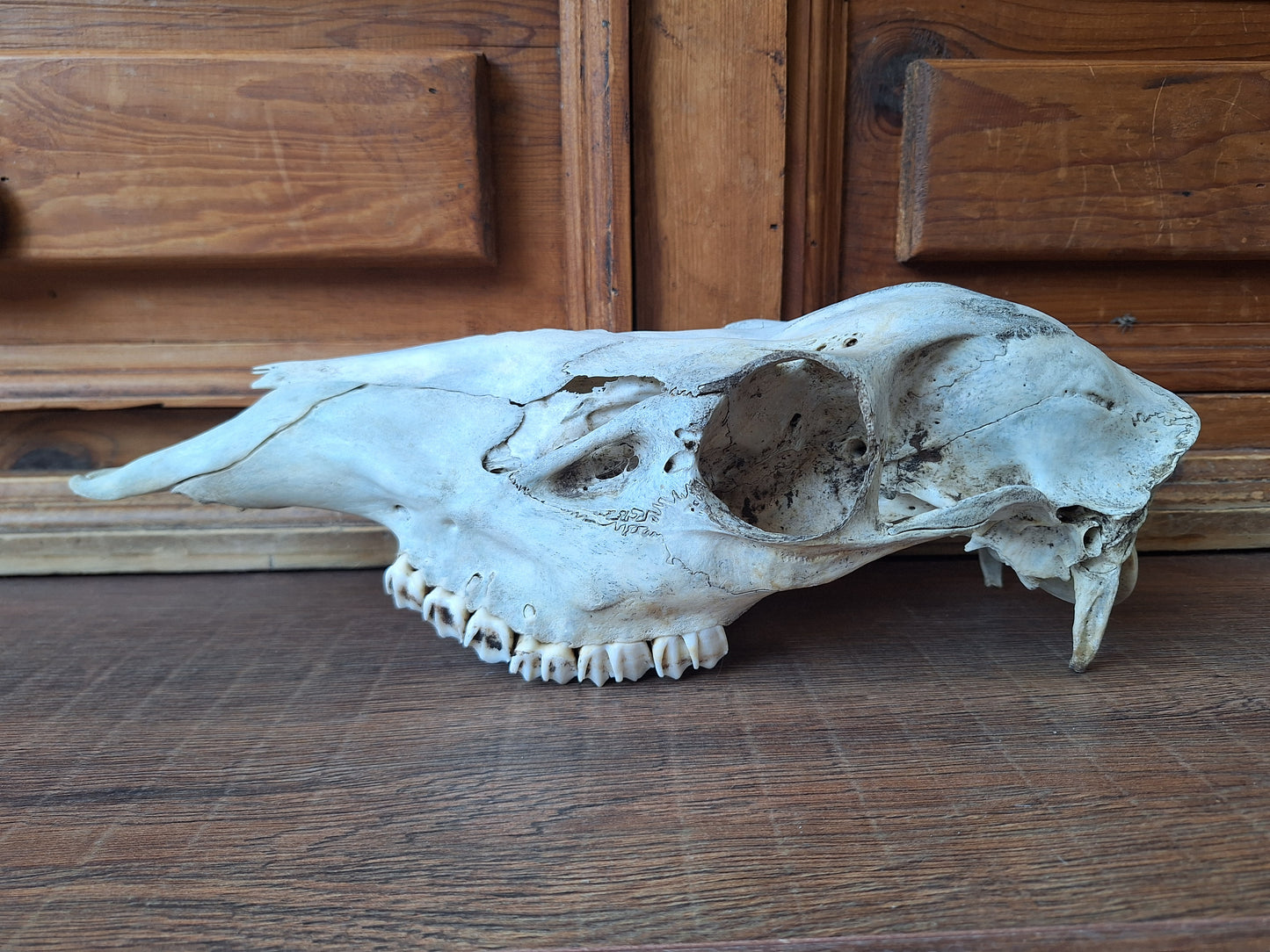 Red deer skull