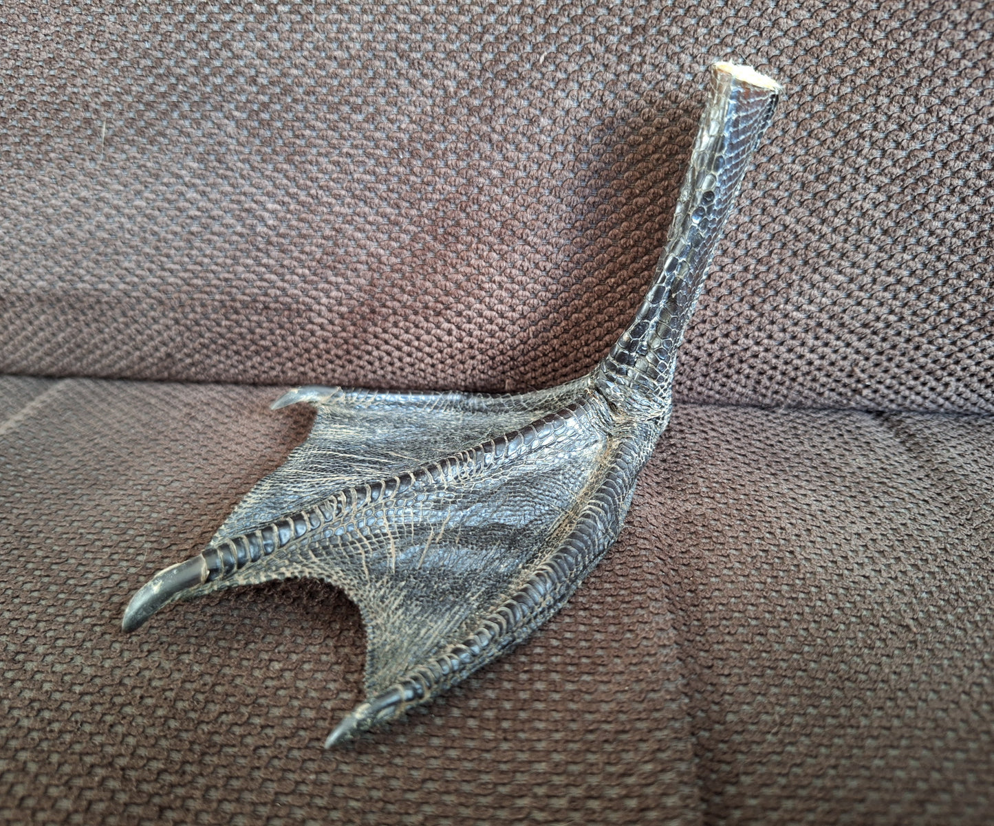 Barnacle goose lower leg #3