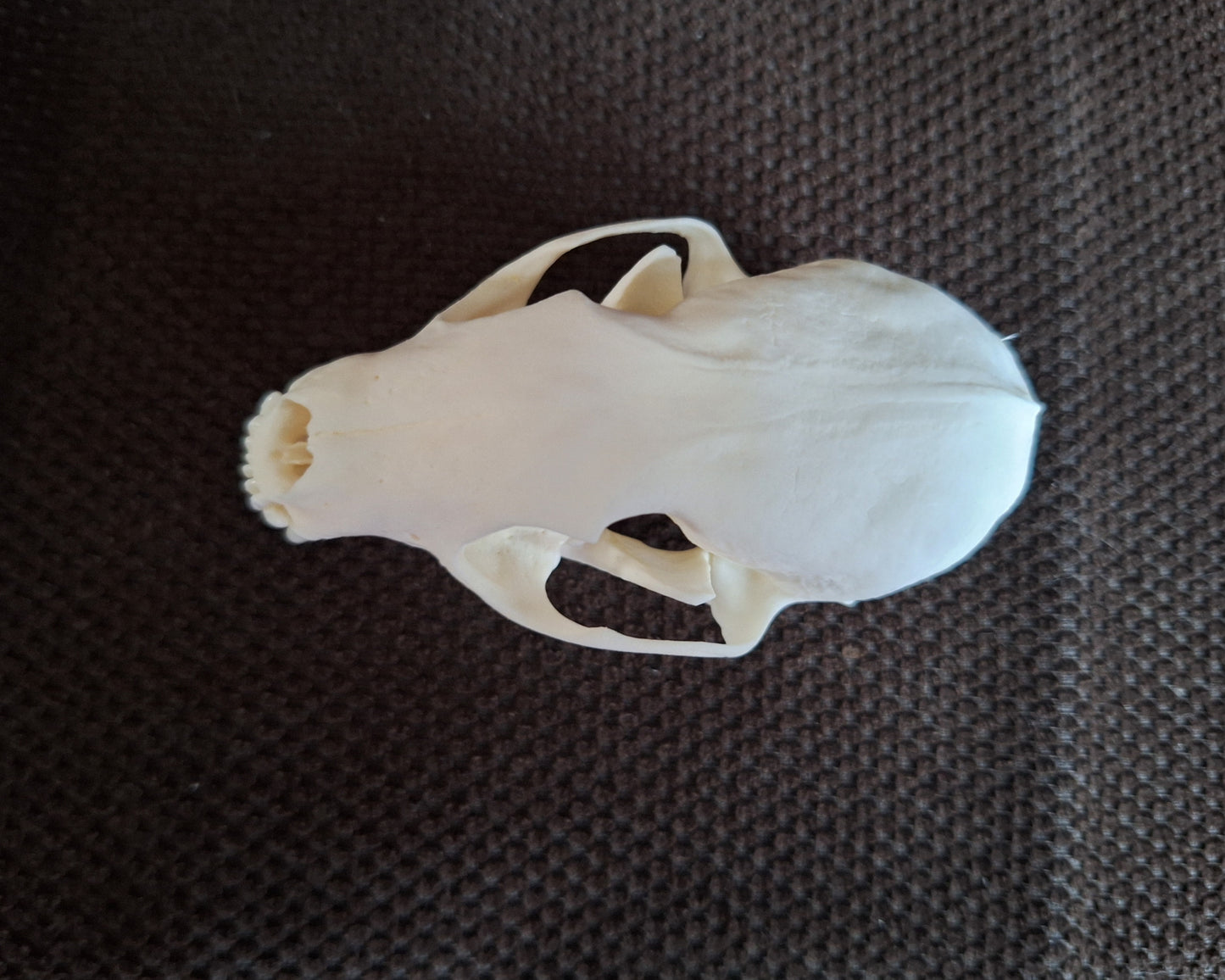 Stone marten skull #3