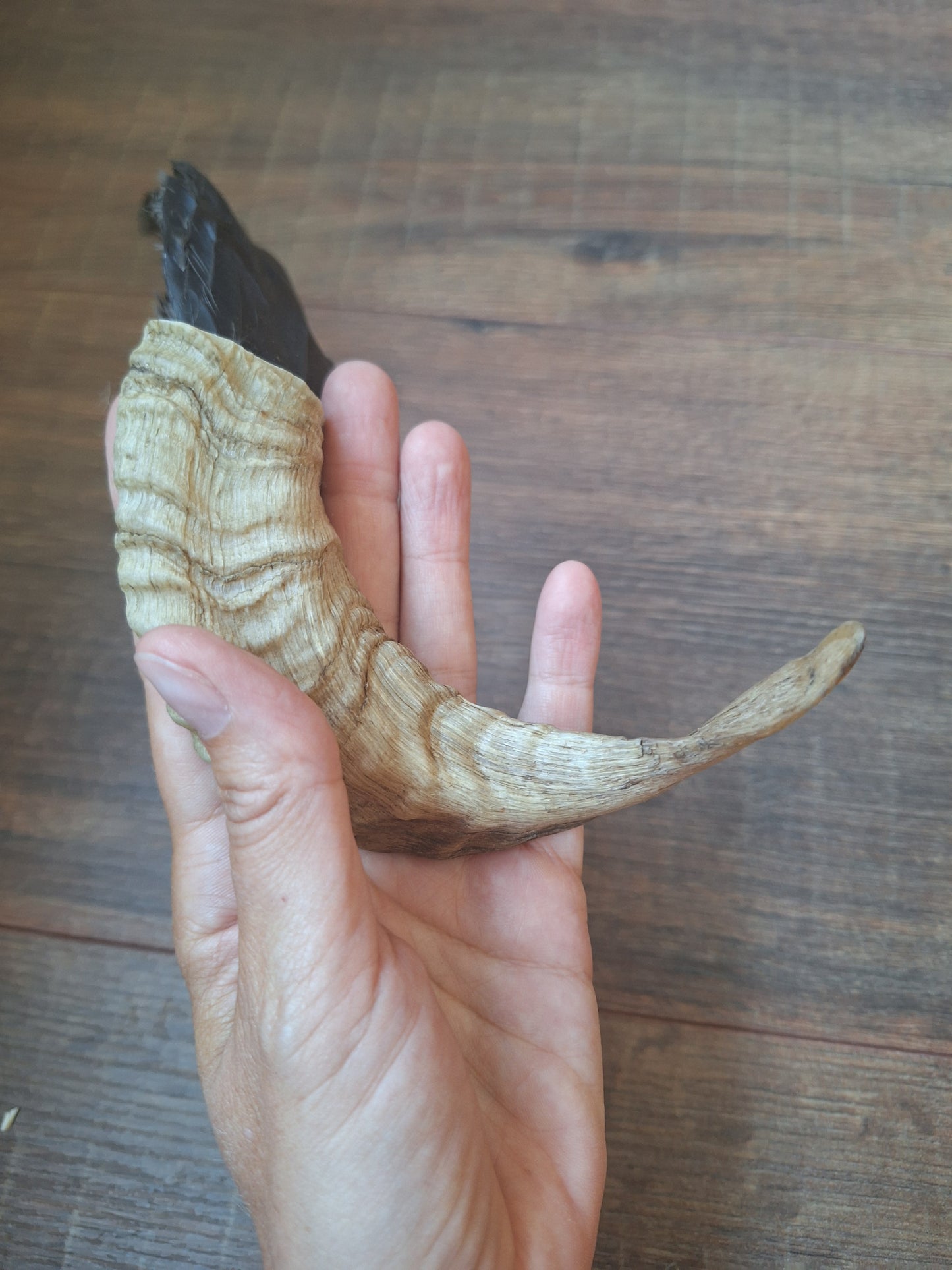 Horn feather fan Crow