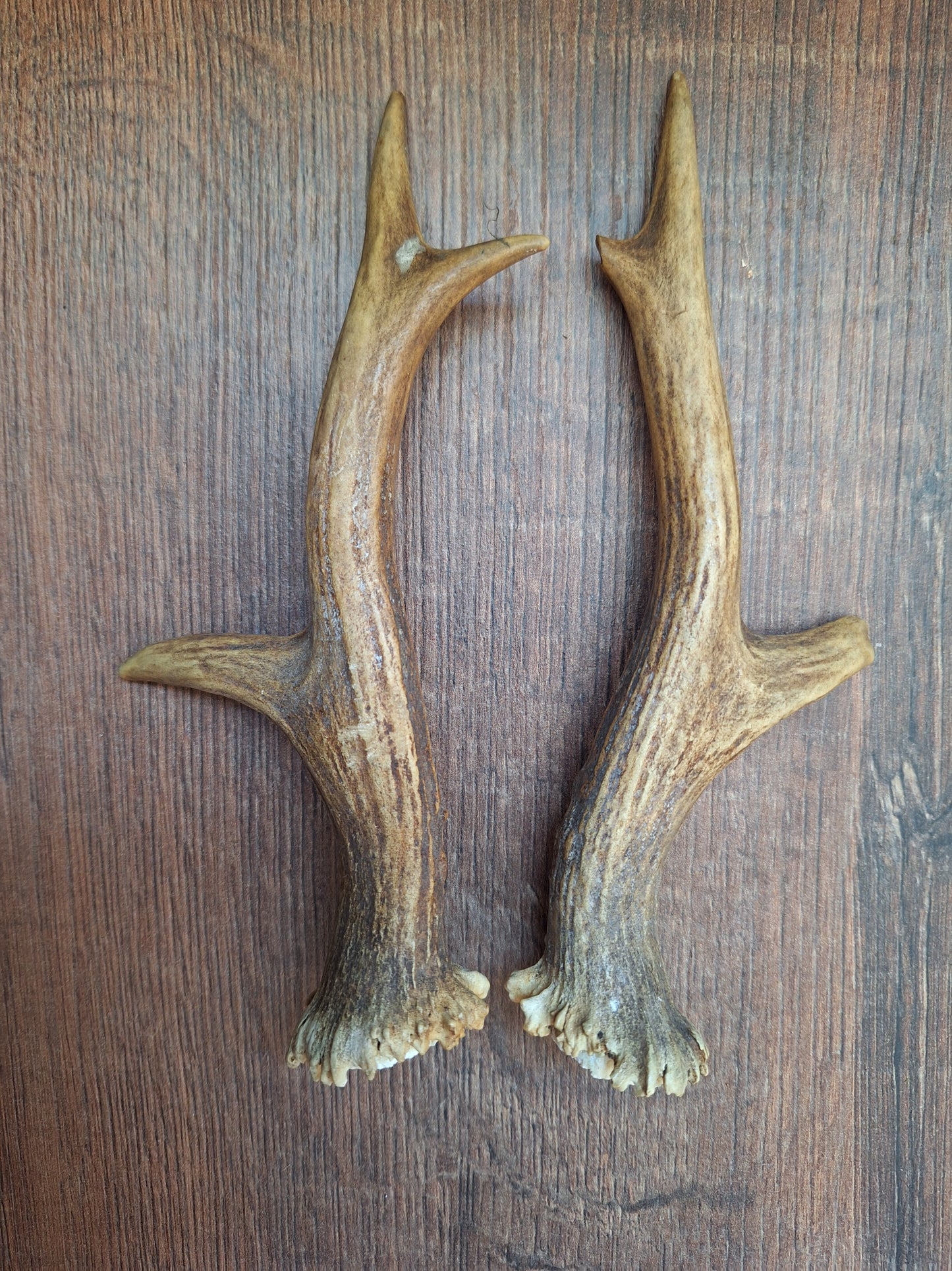 Roe deer antlers, set of two