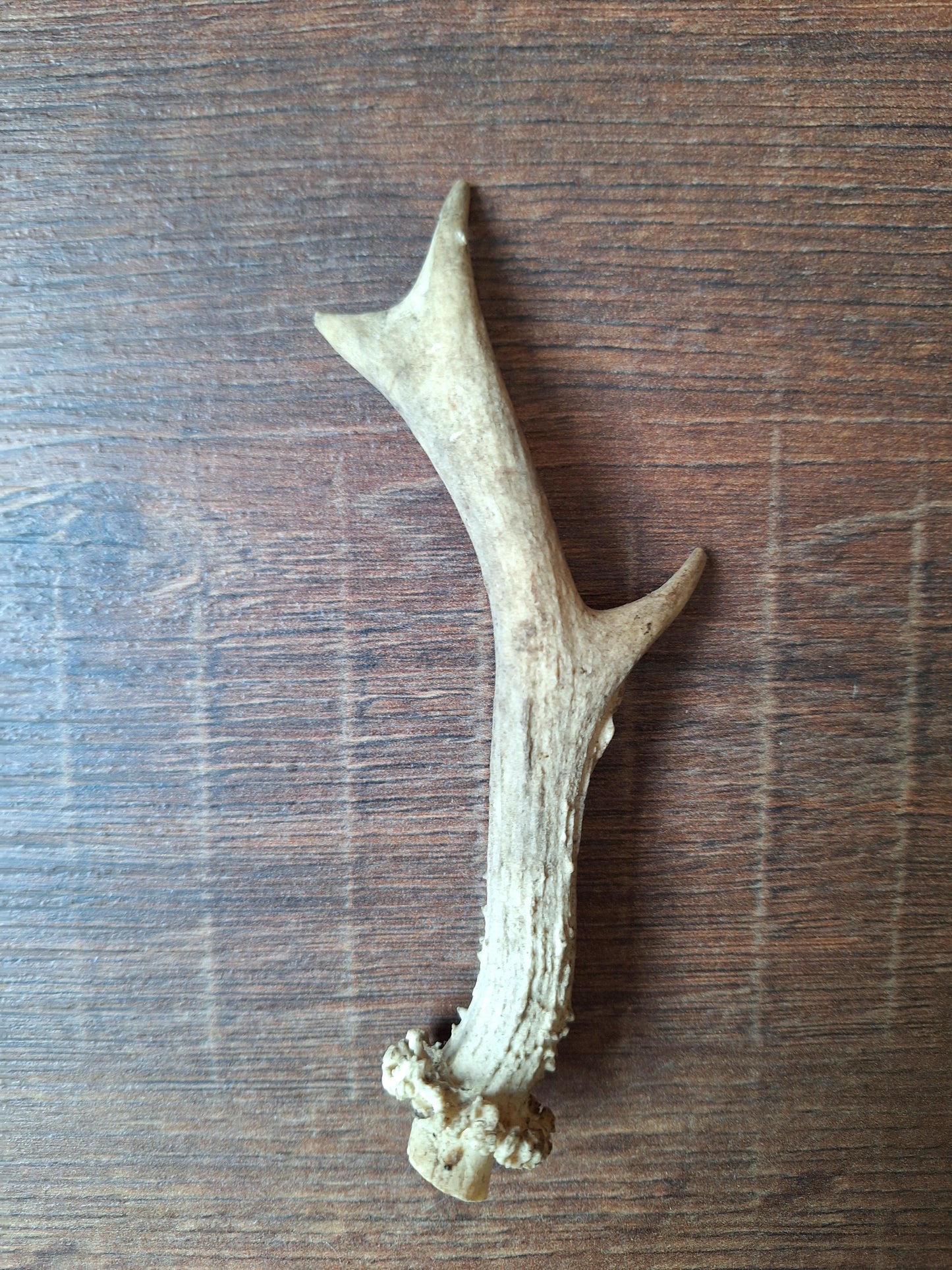 Roe deer antlers small, single