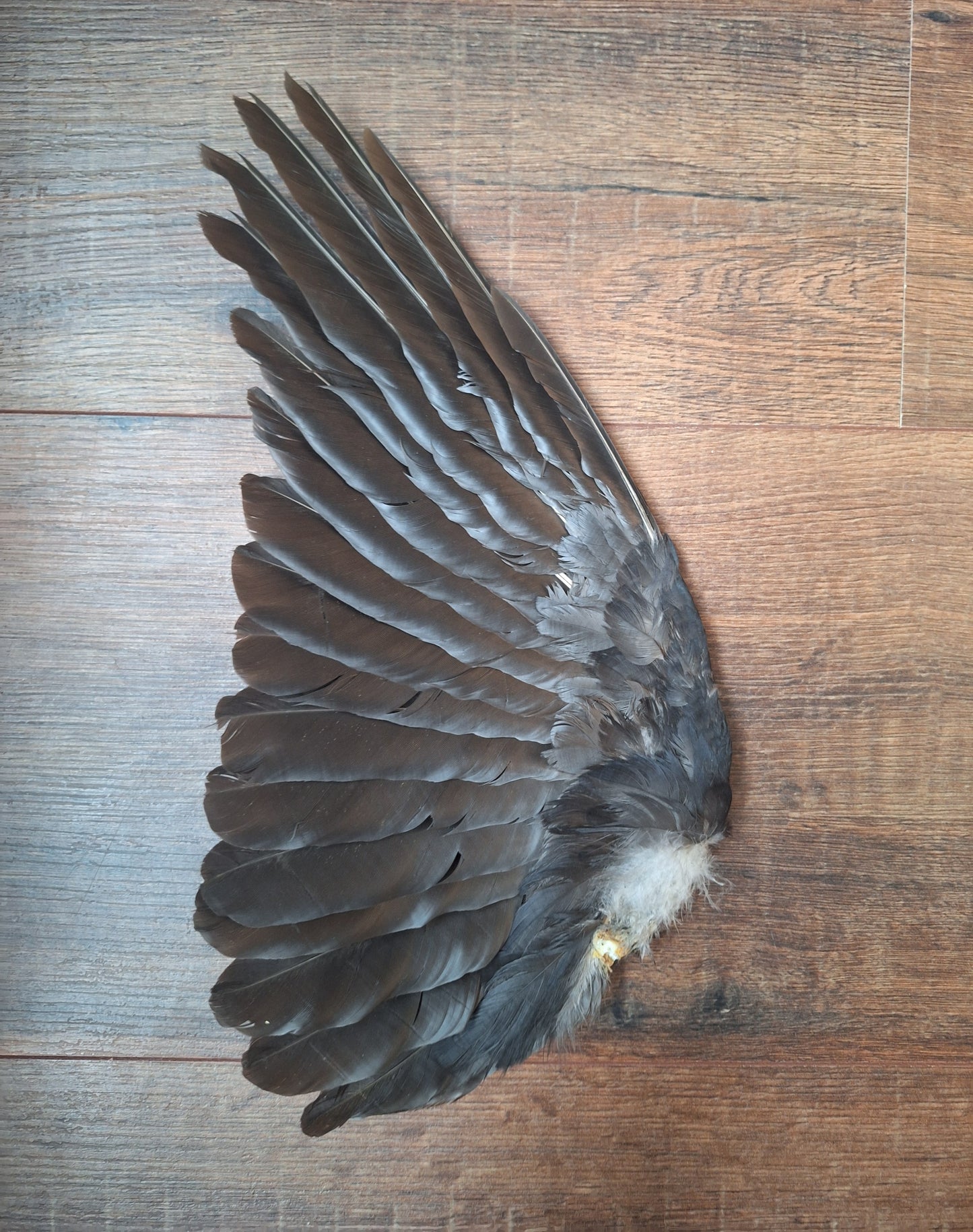 Crow single wing #50