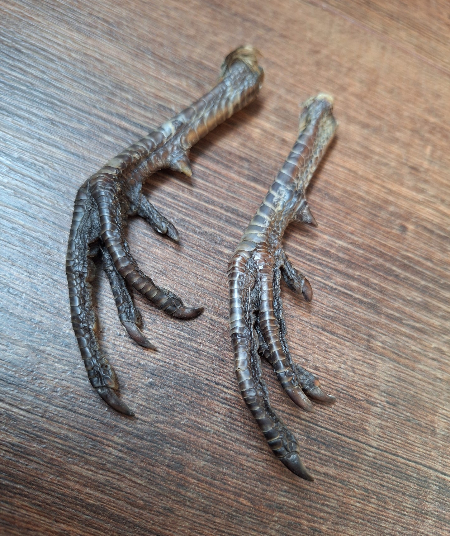 Chicken lower legs, set of 2