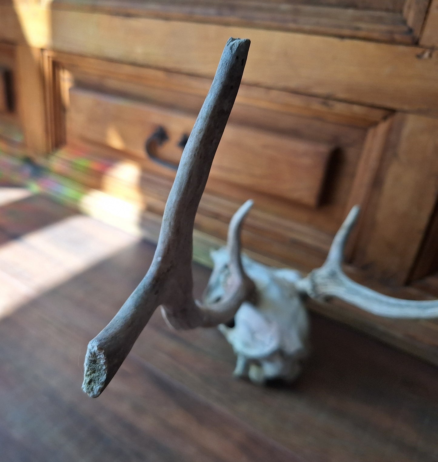 Red deer skull #2