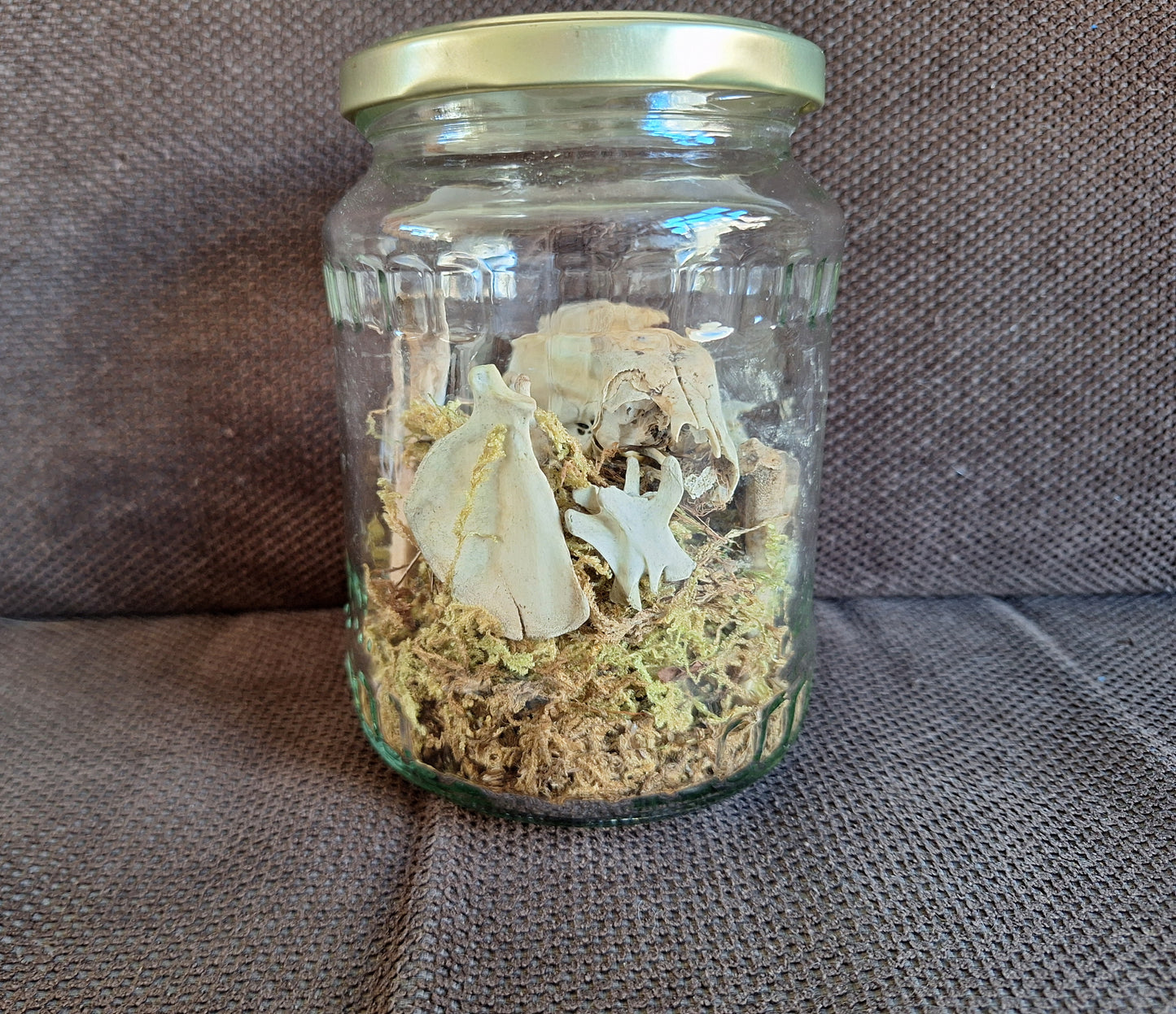 Rabbit partial skeleton, B-quality, in glass jar