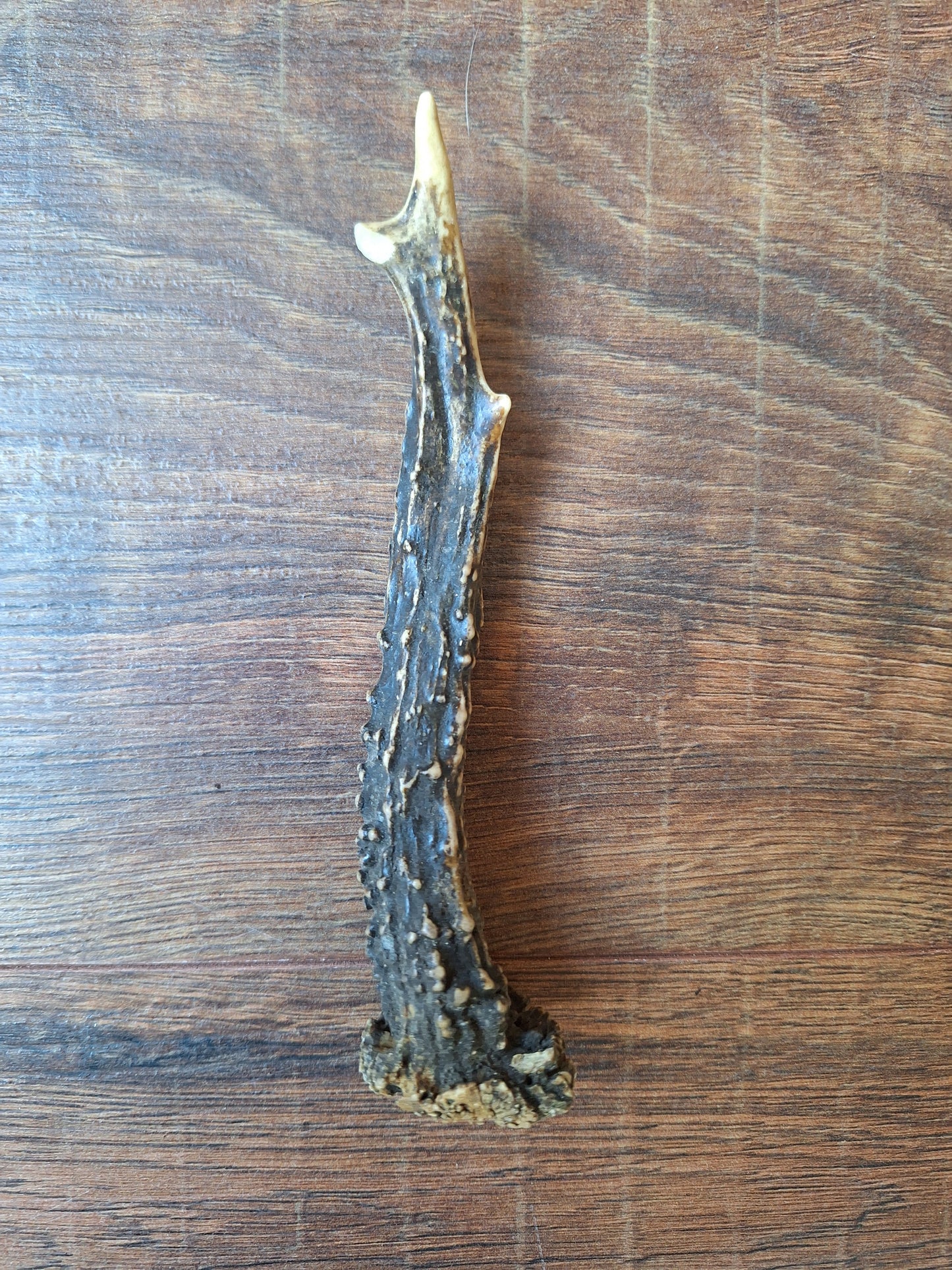 Roe deer antlers, single