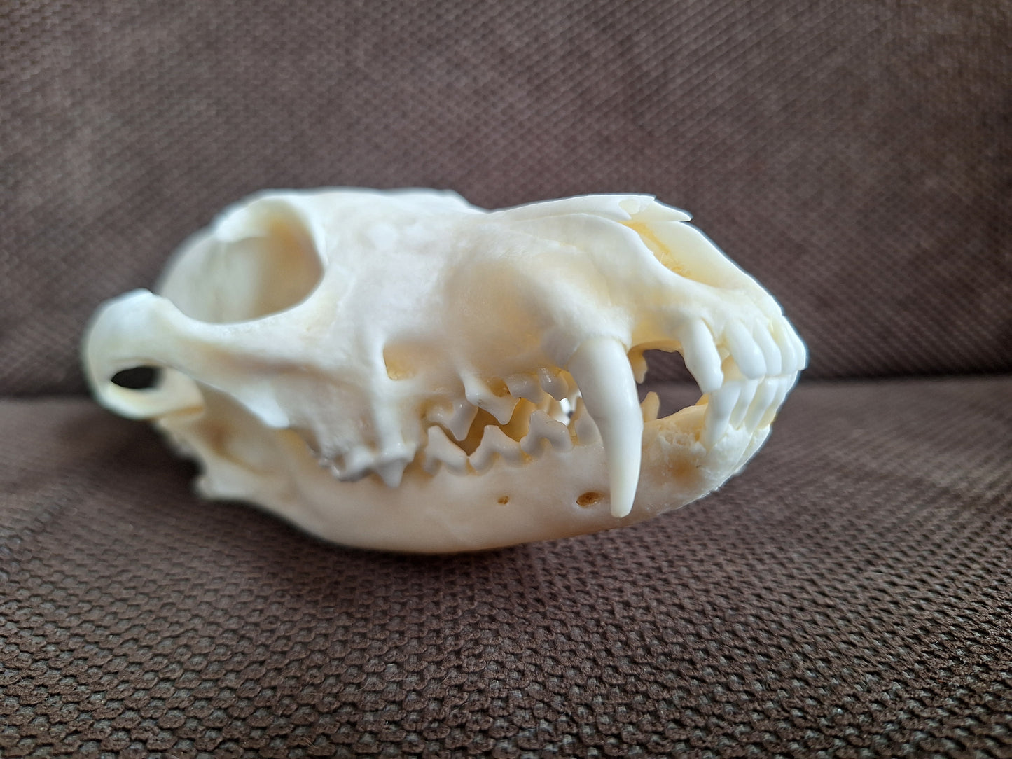 Fox skull #22