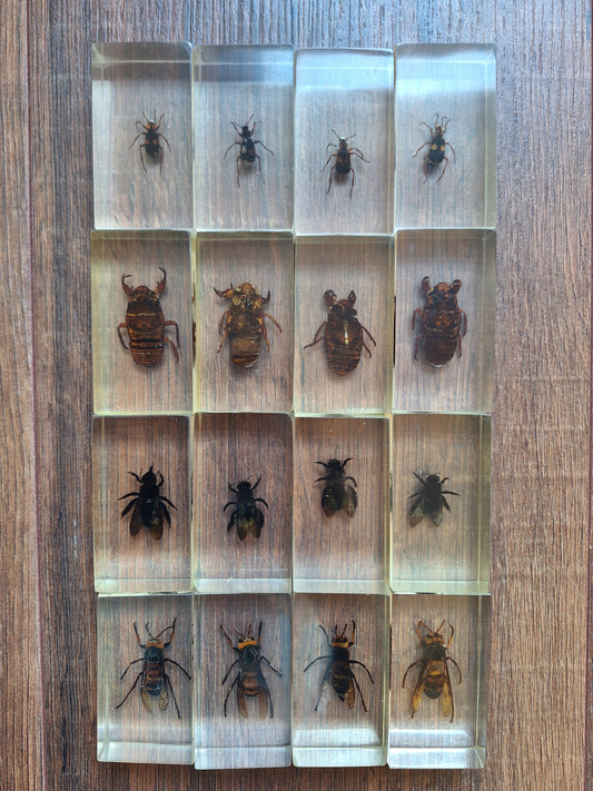 Insect in resin