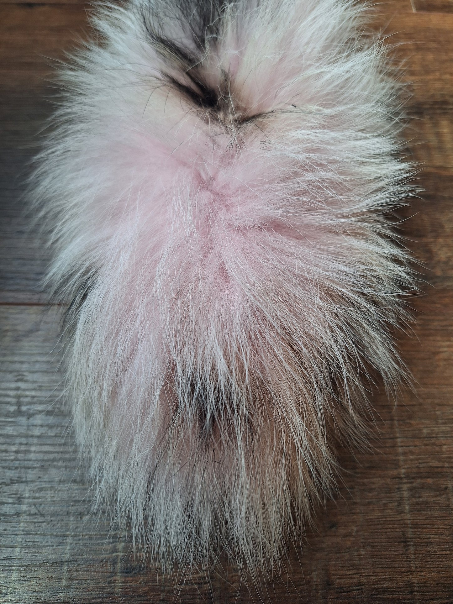 Painted polar fox tail