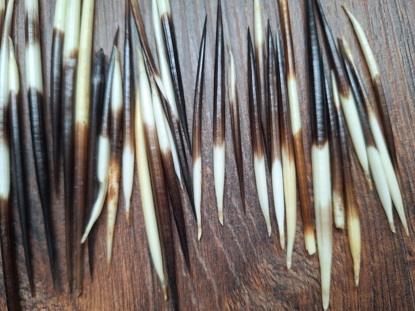 Set of small porcupine quills