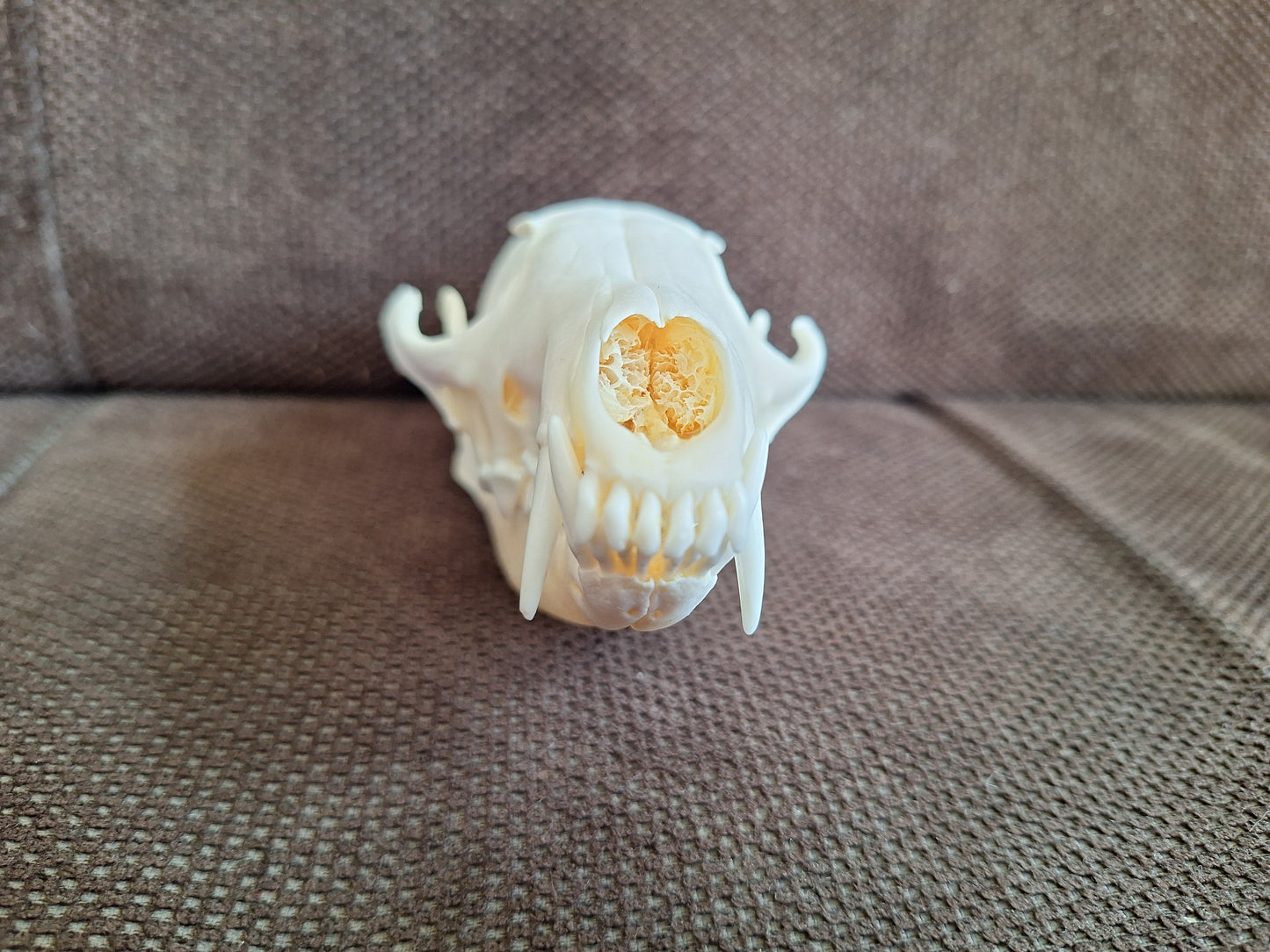 Fox skull #17