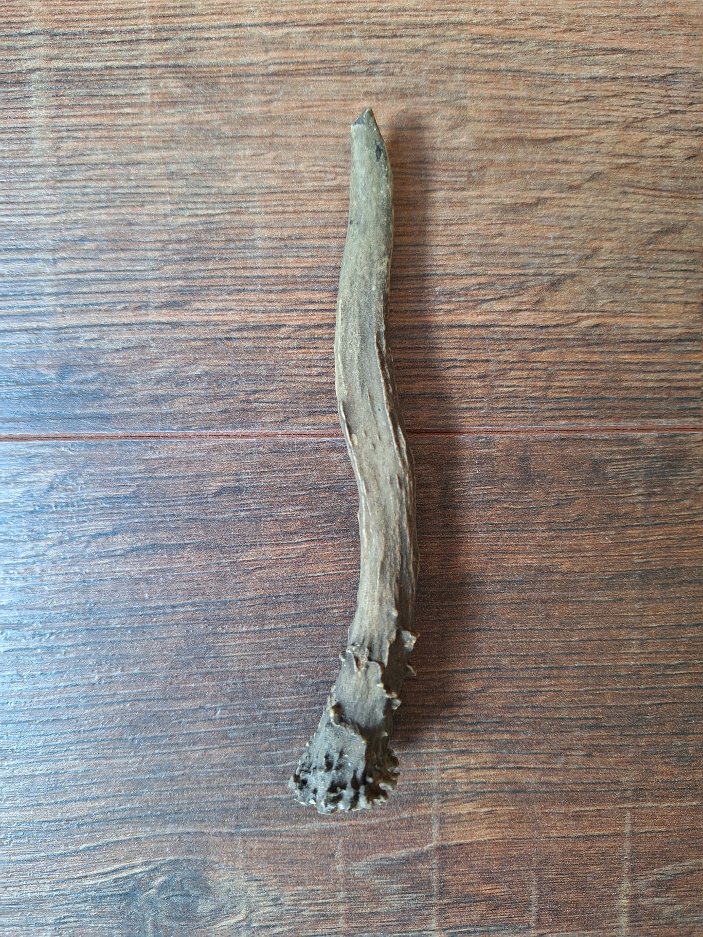 Roe deer antlers small, single