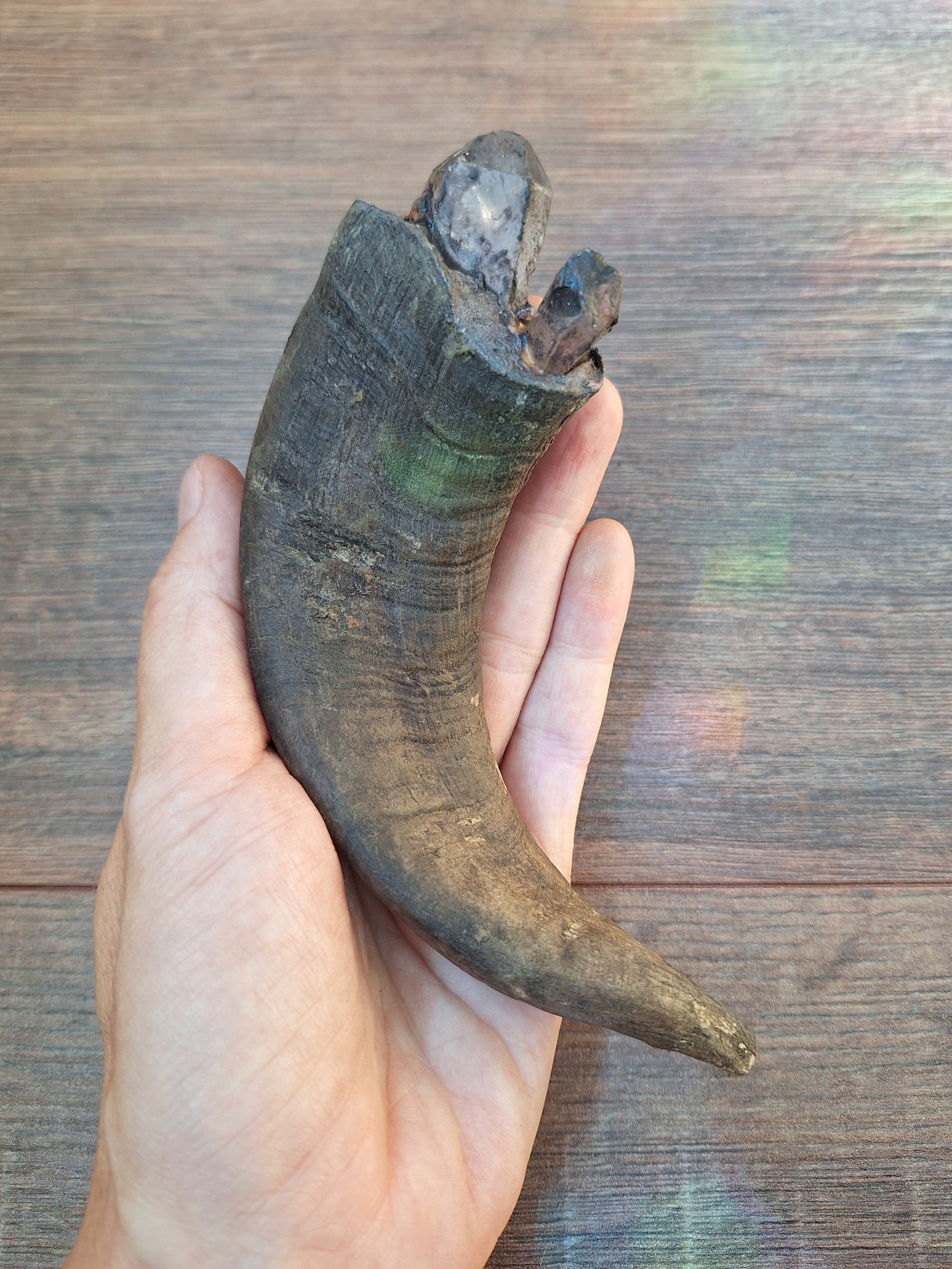 Old Nepalese shamanic horn stick #4