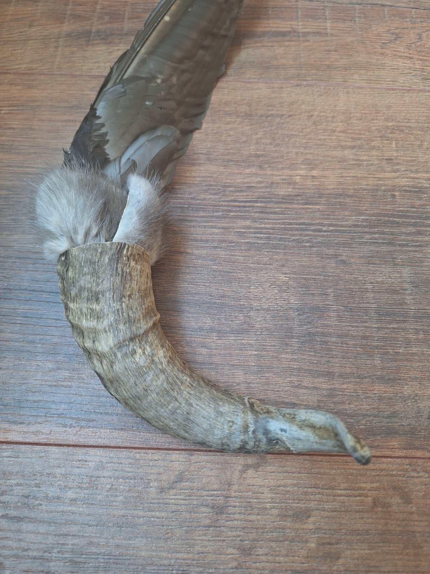 Horn feather fan Crow