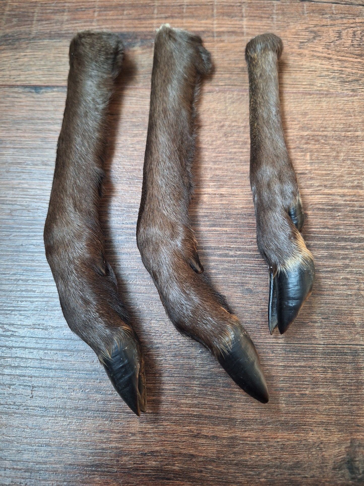 Black roe deer lower legs