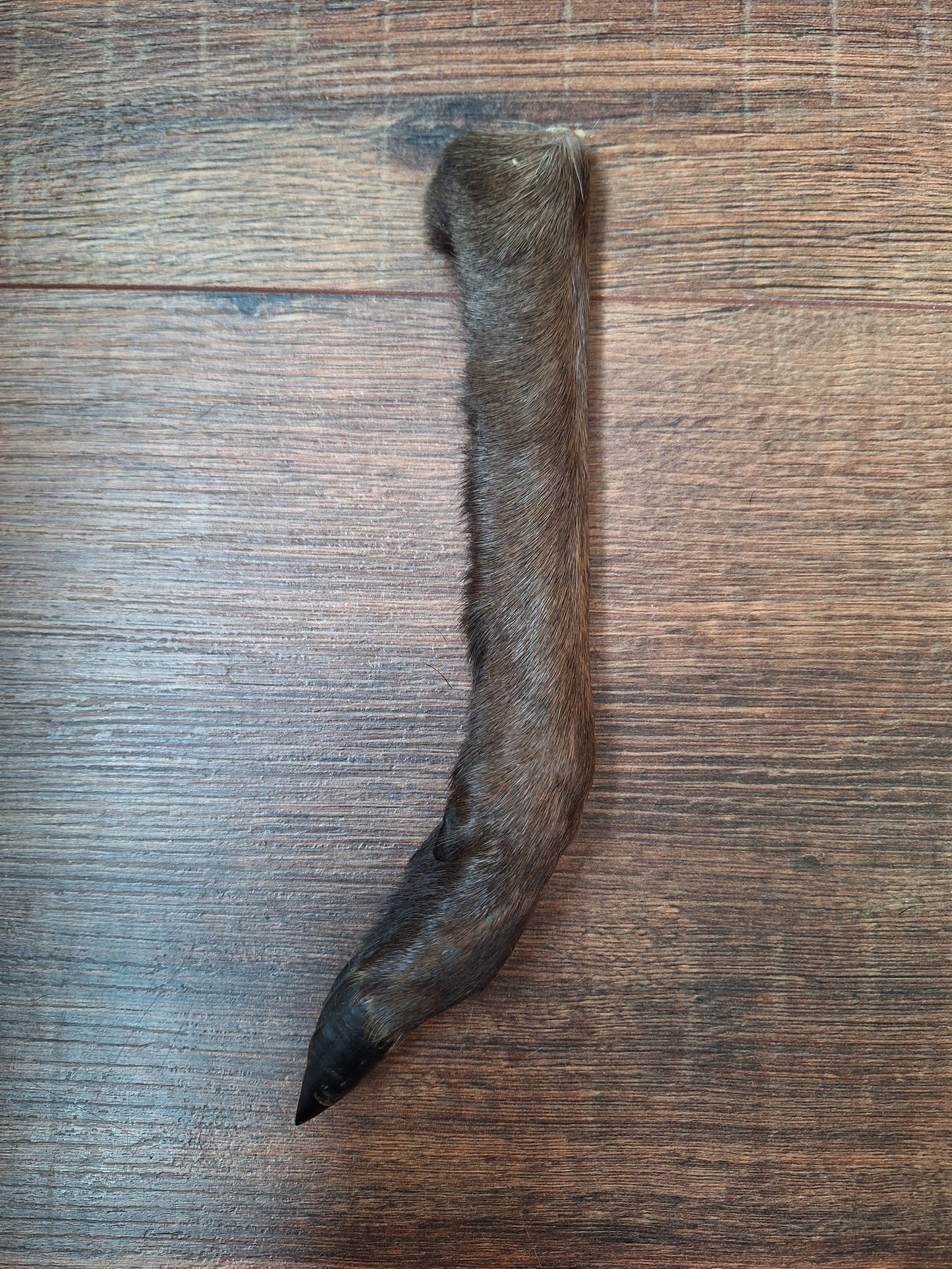 Black roe deer lower legs