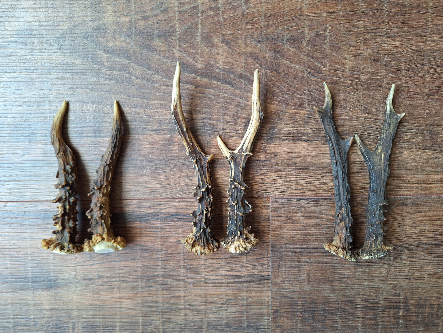 Roe deer antlers, set of two