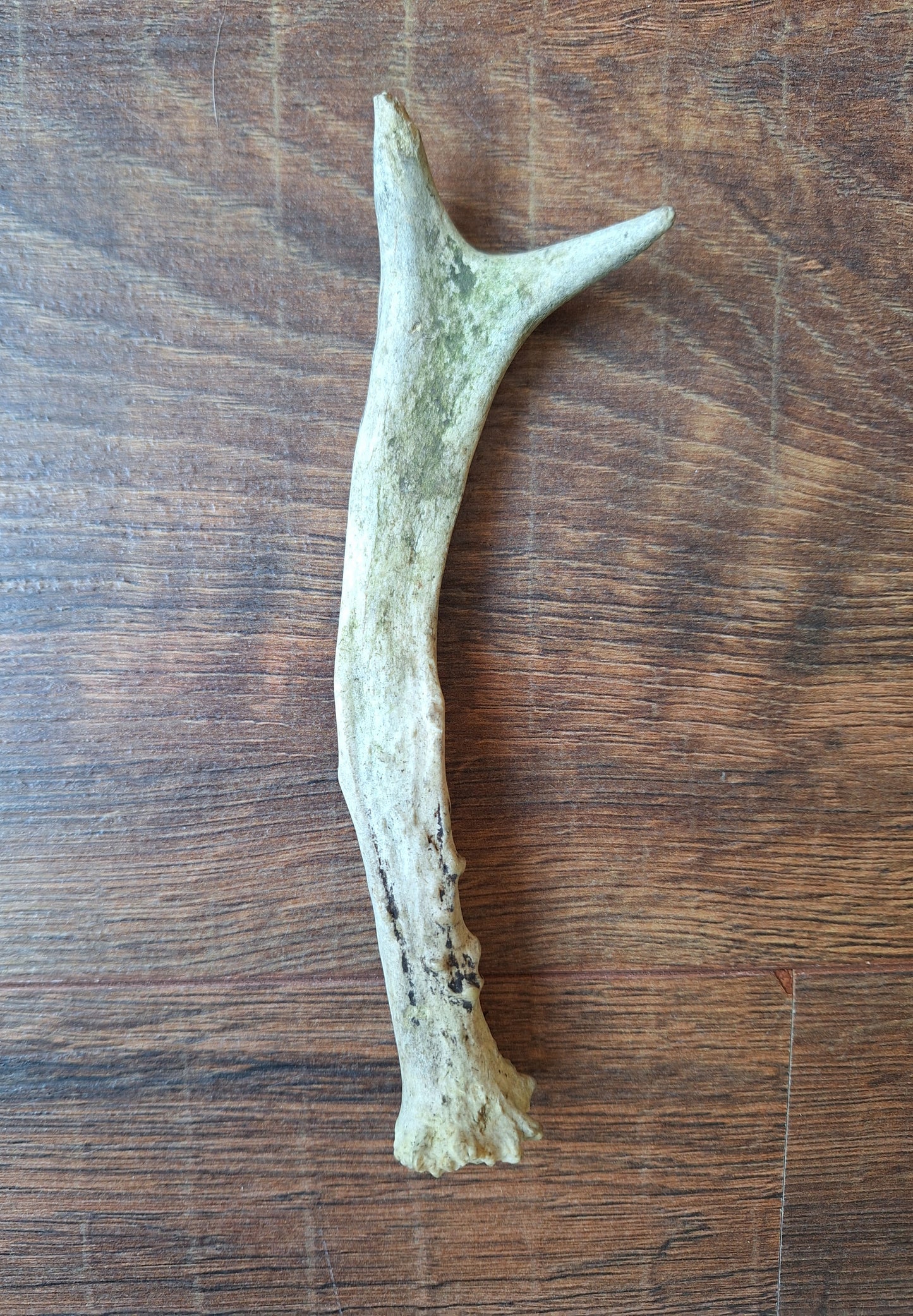 Roe deer antlers, single