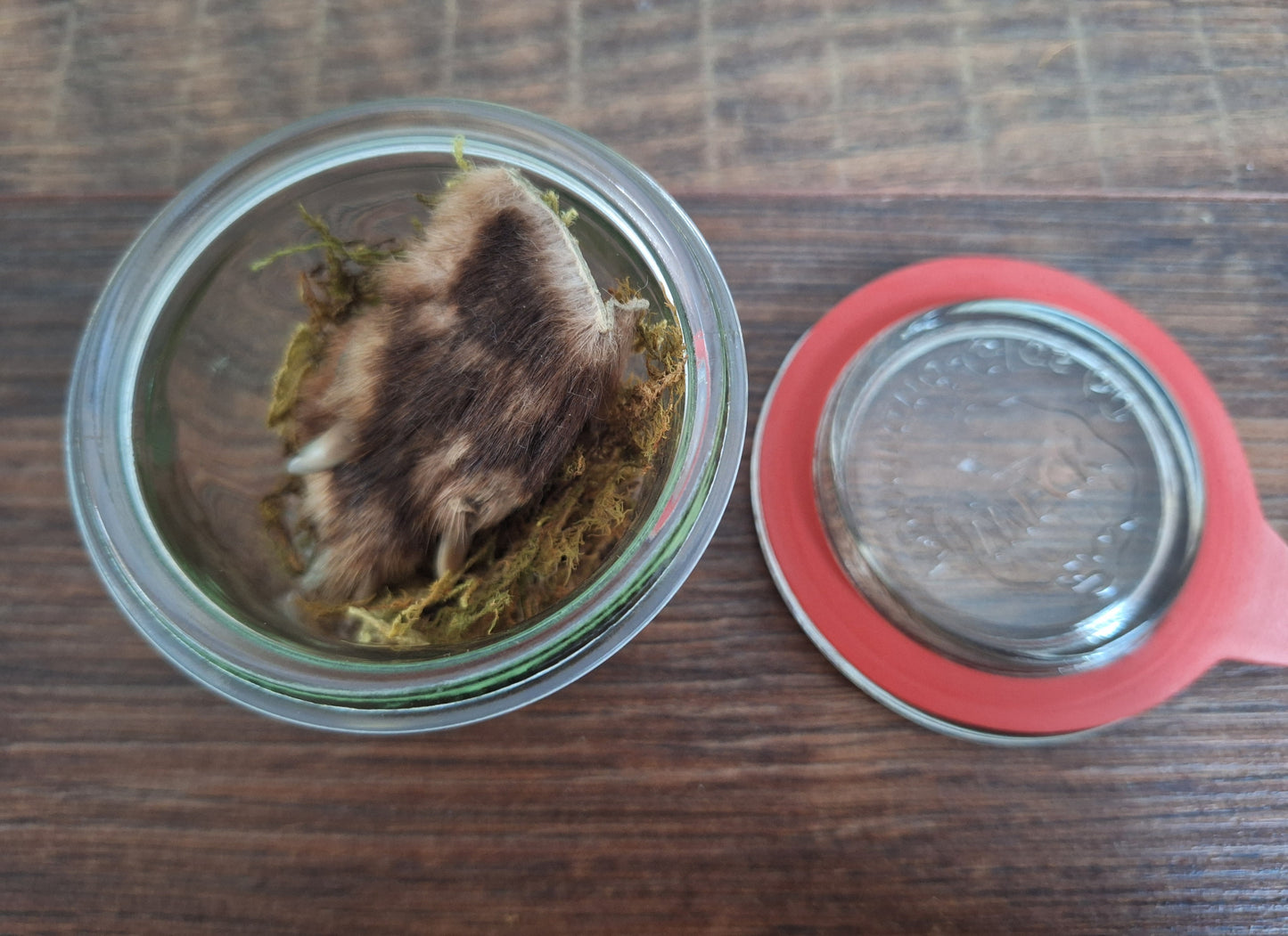 Fox paw, B-quality, in glass jar