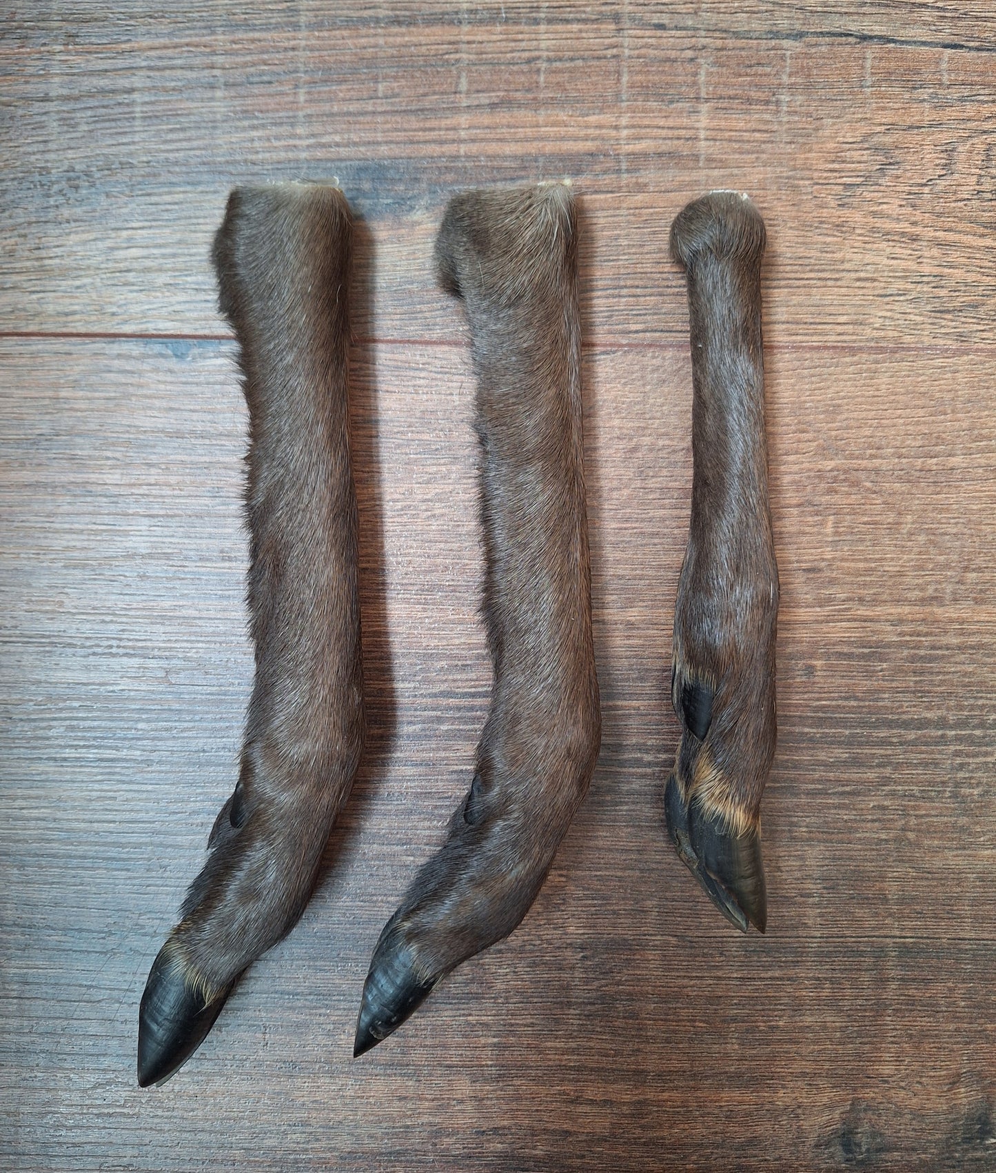 Black roe deer lower legs