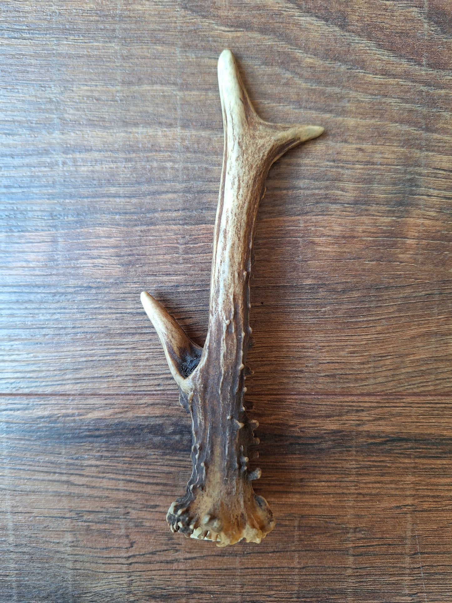Roe deer antlers, single