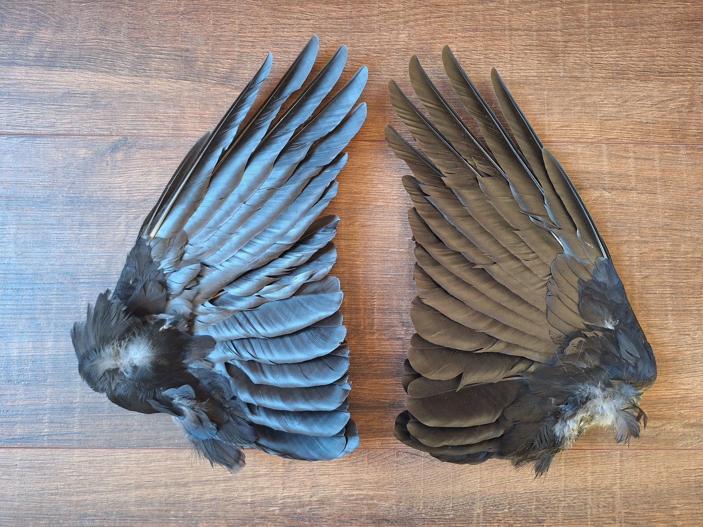 Crow set of wings #25