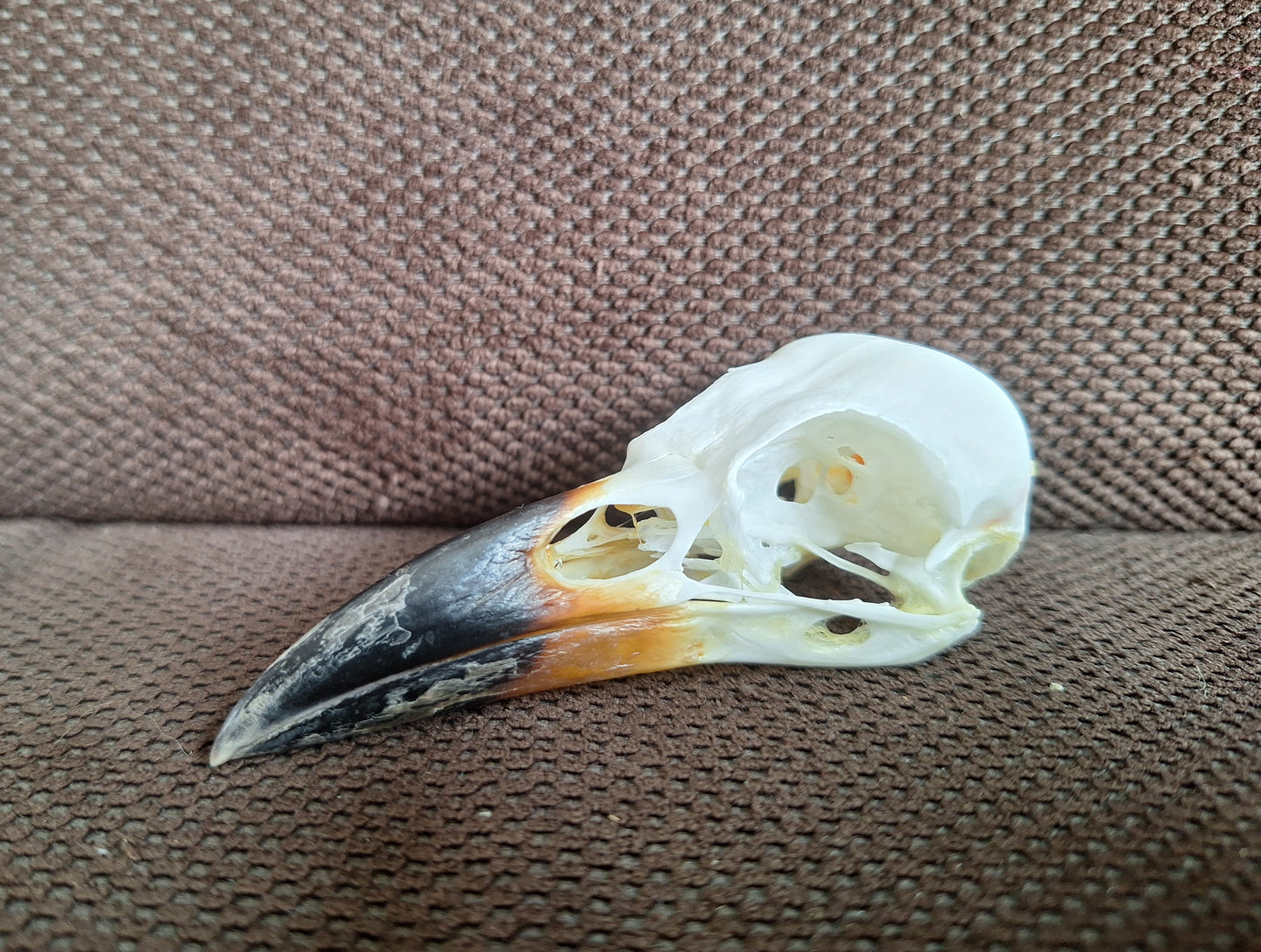 Crow skull #34