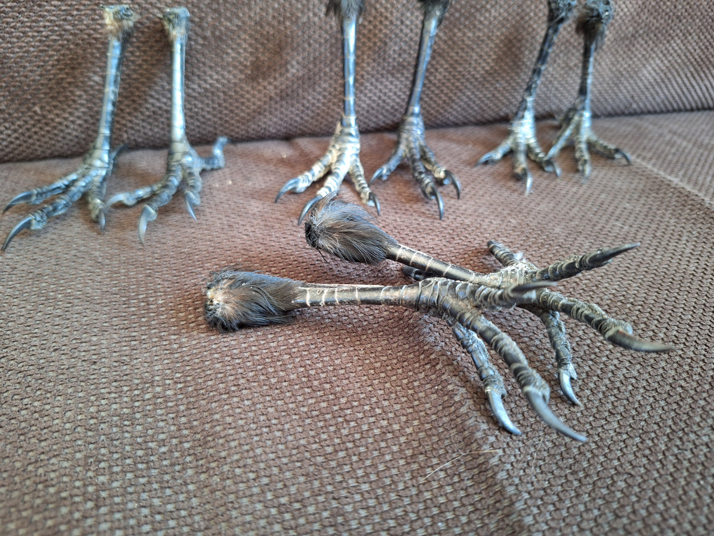 Crow claws pair, standing-shape