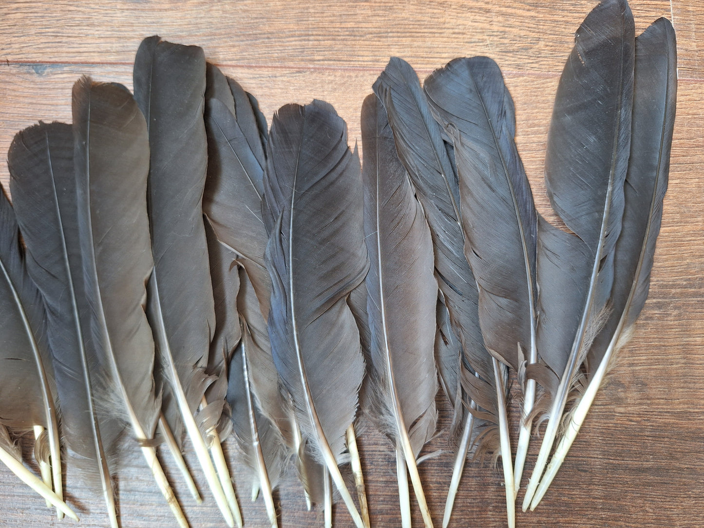 Crow feathers, set of 20