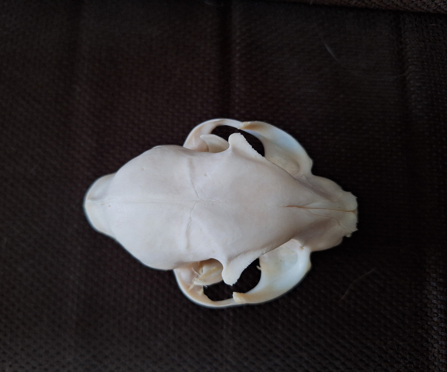 Cat skull