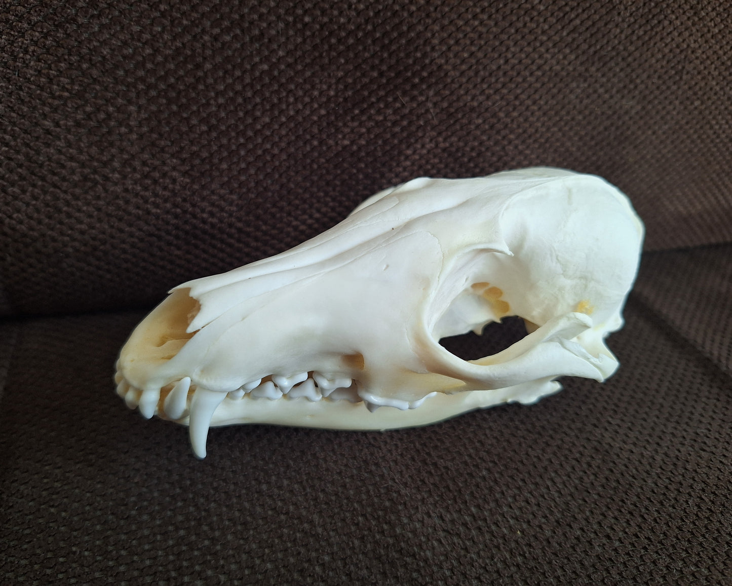 Fox skull #17