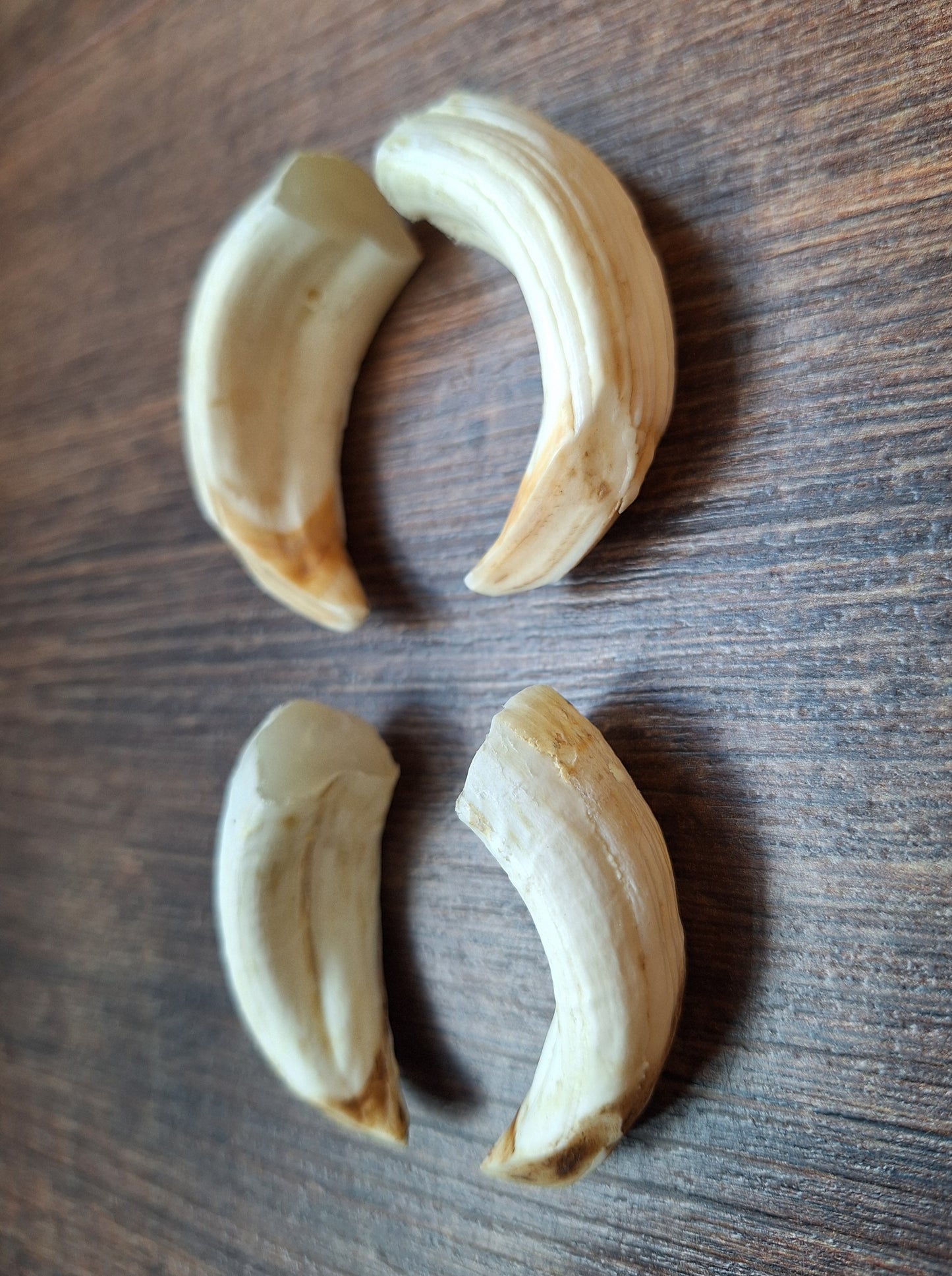 Wild boar upper jaw tusks, set of two