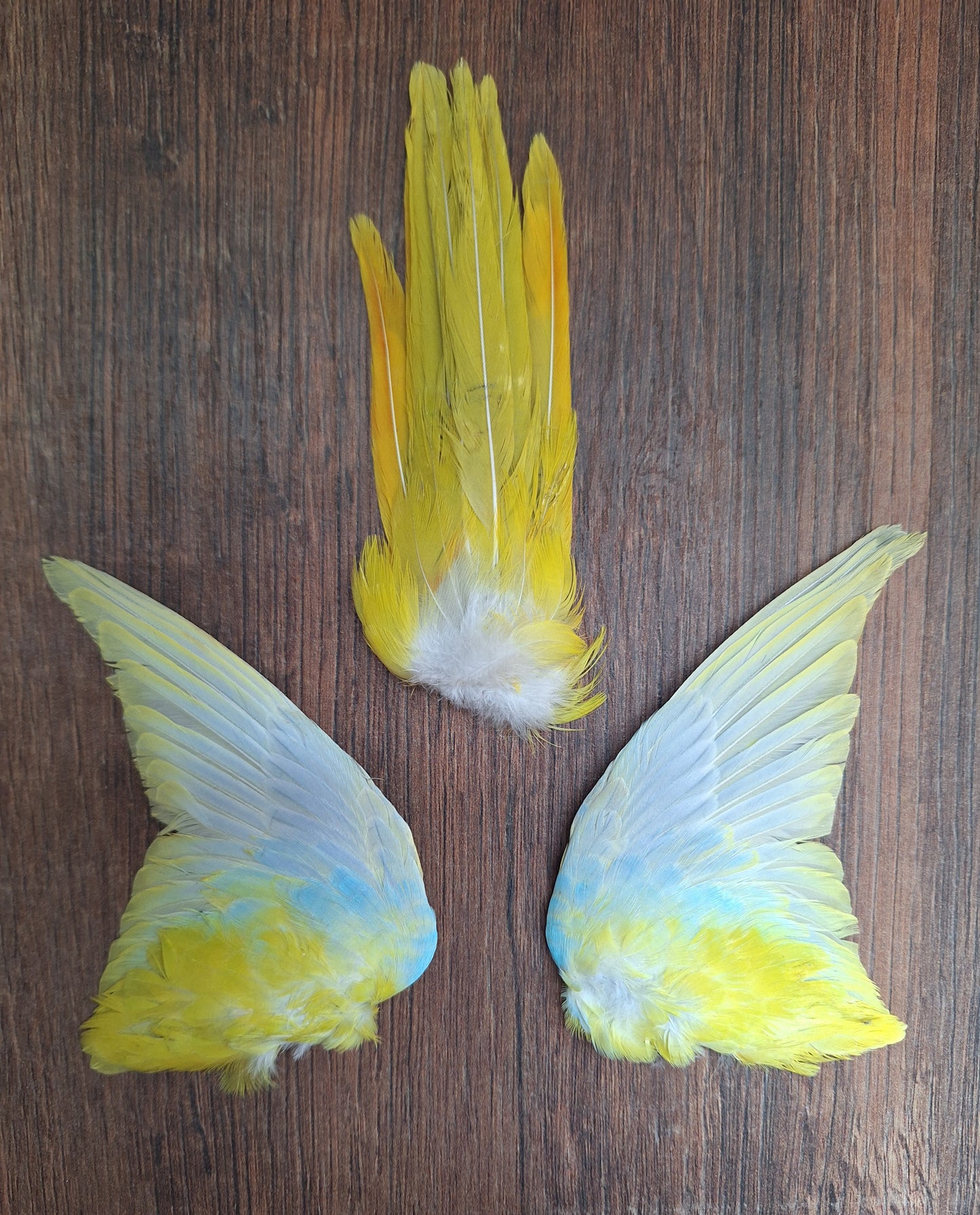 Turquoisine parakeet set of wings and tail