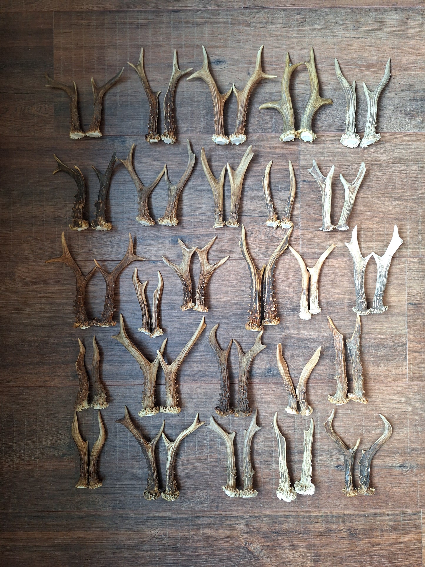 Roe deer antlers, set of two