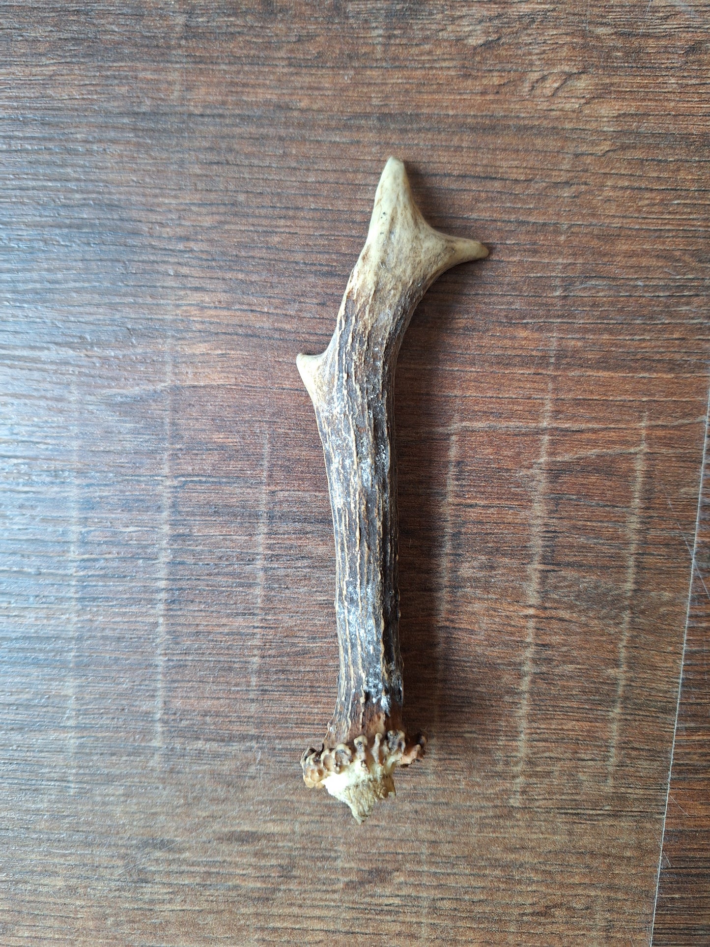 Roe deer antlers small, single