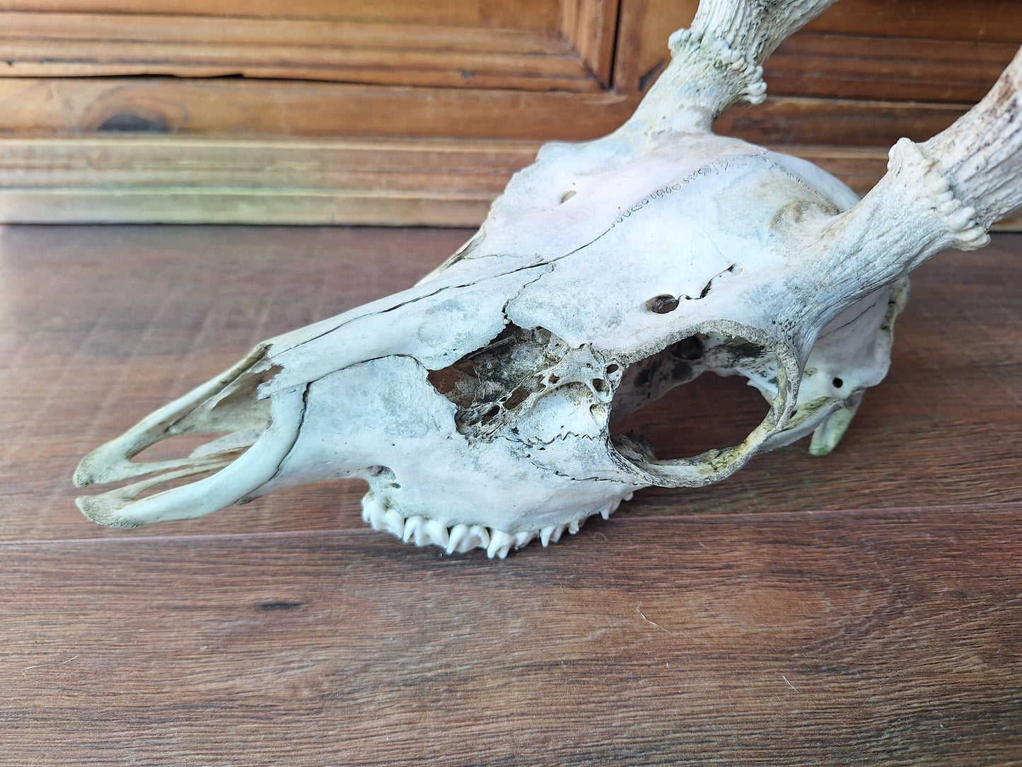 Red deer skull #2