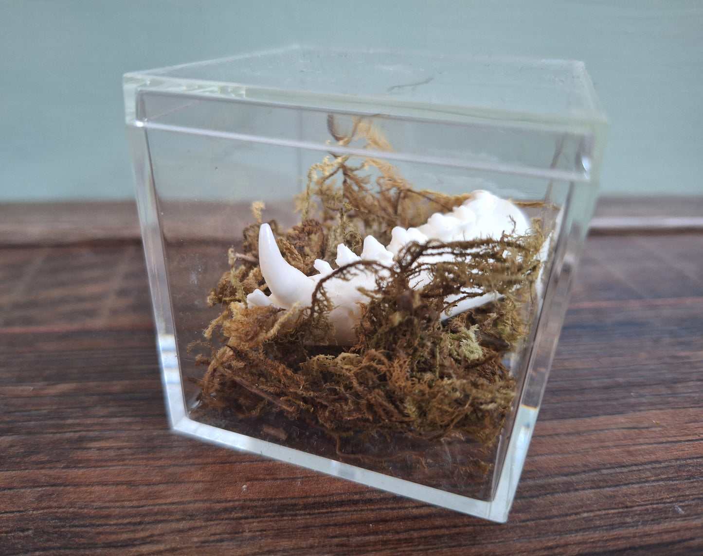 Fox lower jaw piece in display cube